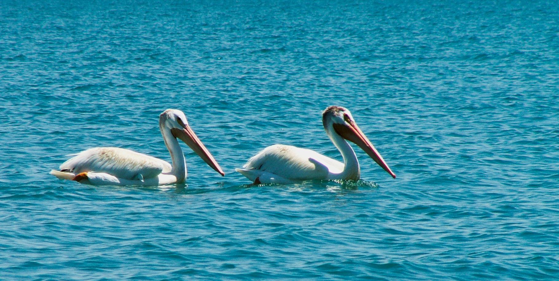 Im20050706mPICT1027bsm