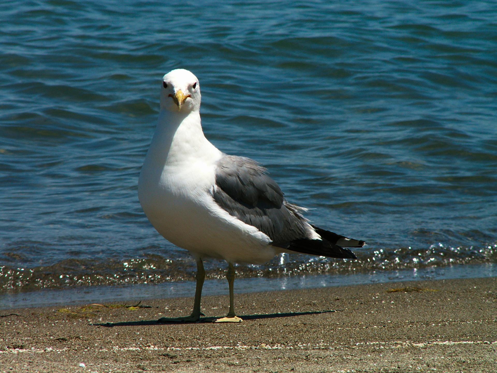 Im20050706mPICT1035bsm