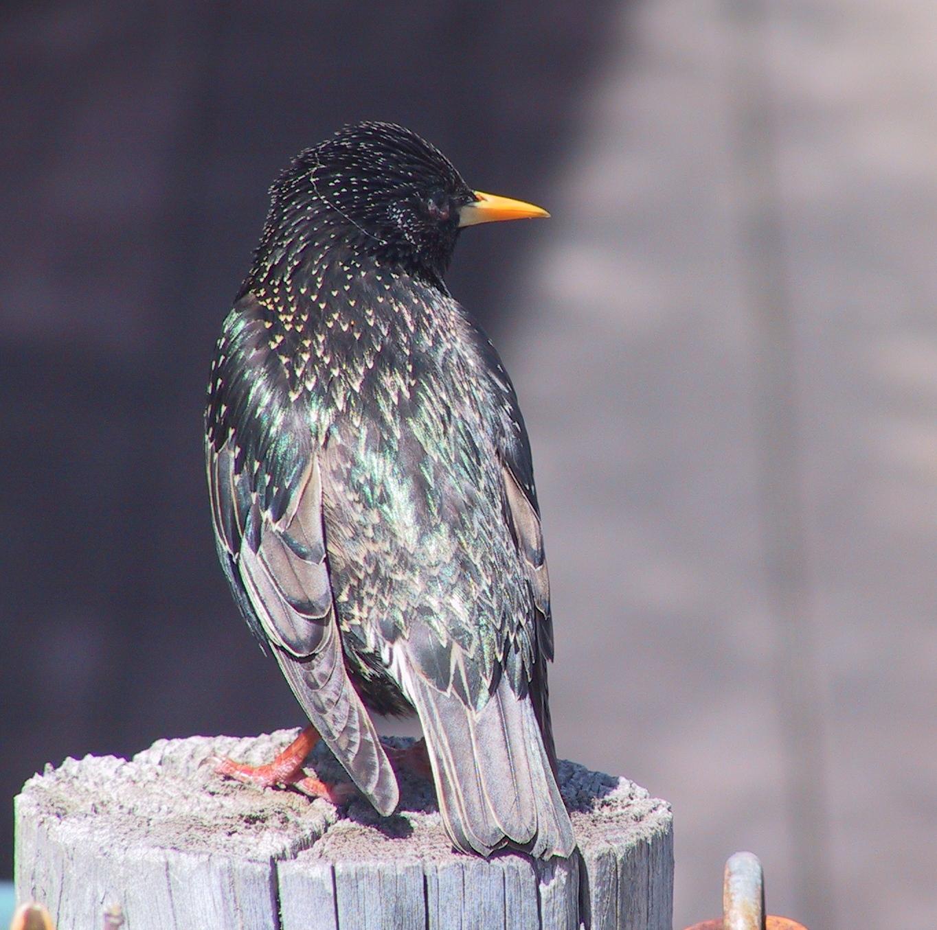 Im20060408dIMG_9785sm