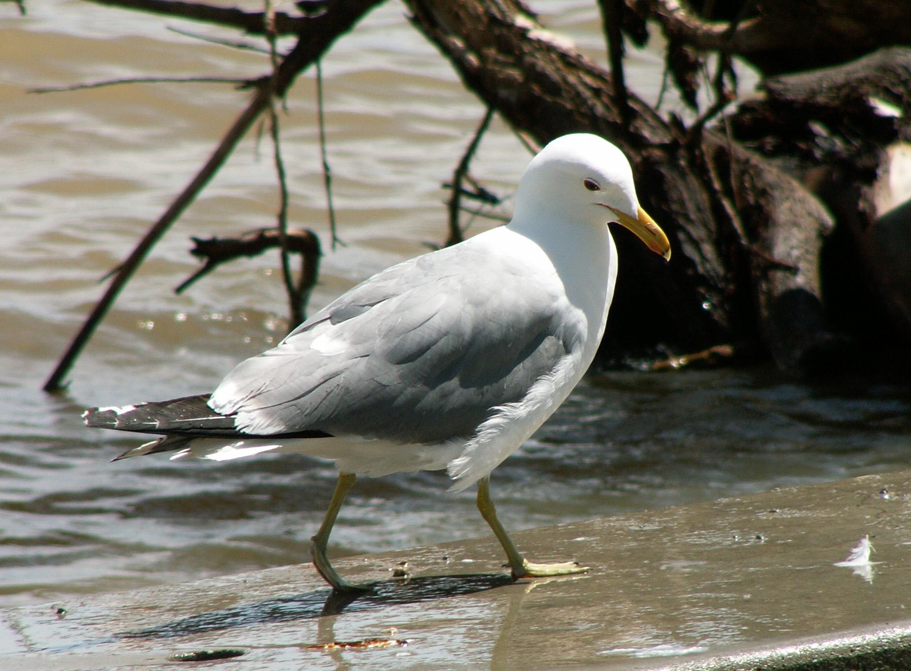 Im20060603mPICT4157sm