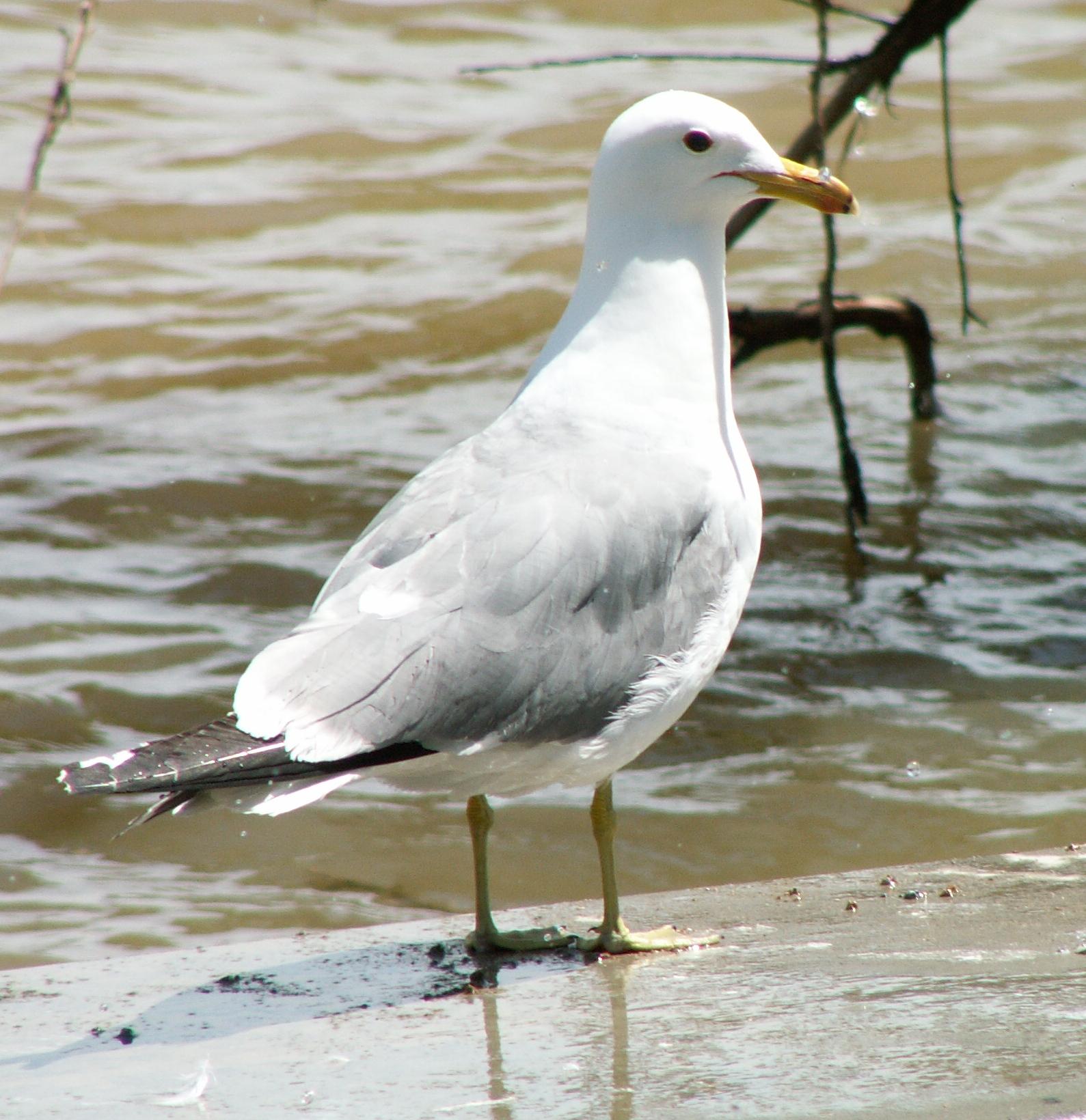 Im20060603mPICT4159sm