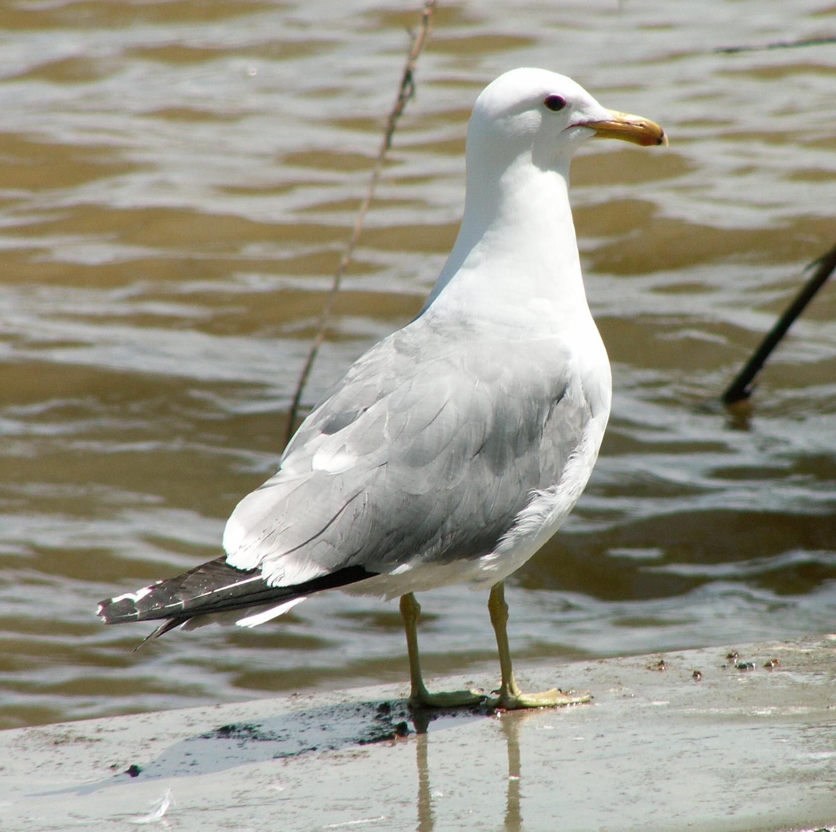 Im20060603mPICT4160sm