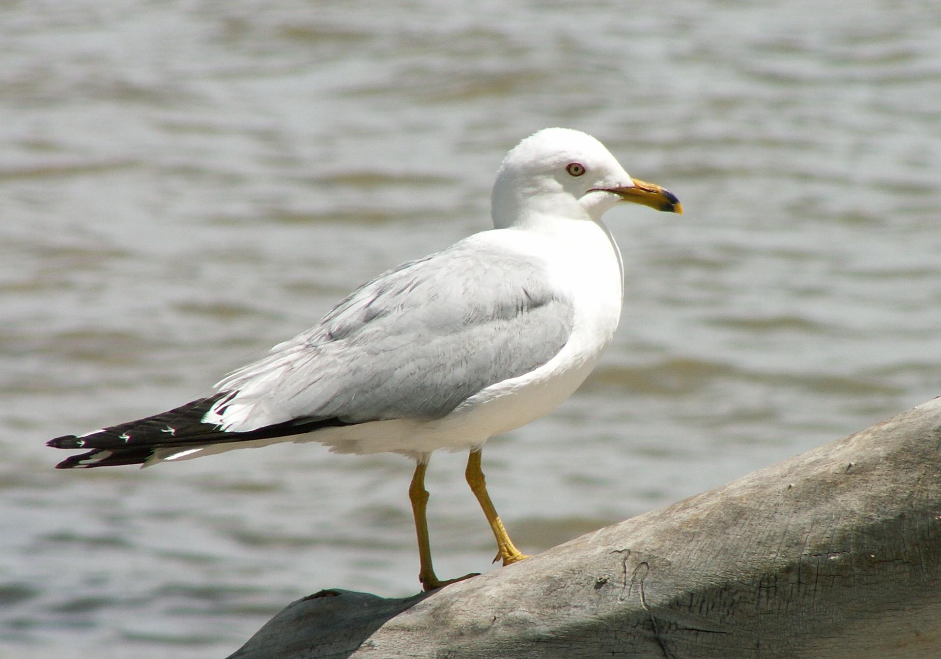 Im20060603mPICT4167sm