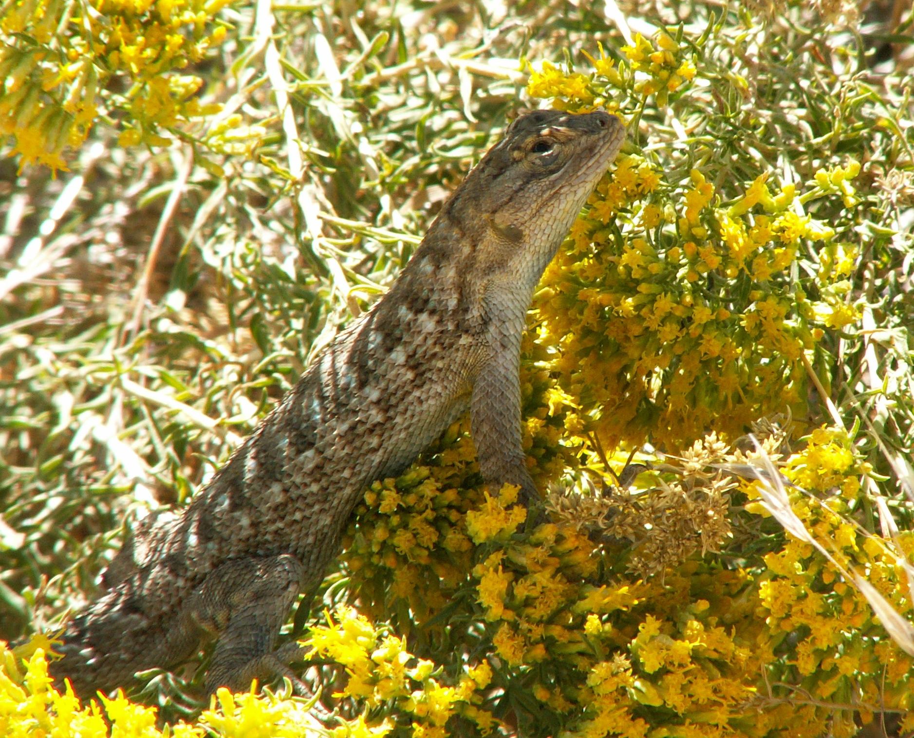 Im20060806mPICT5588sm