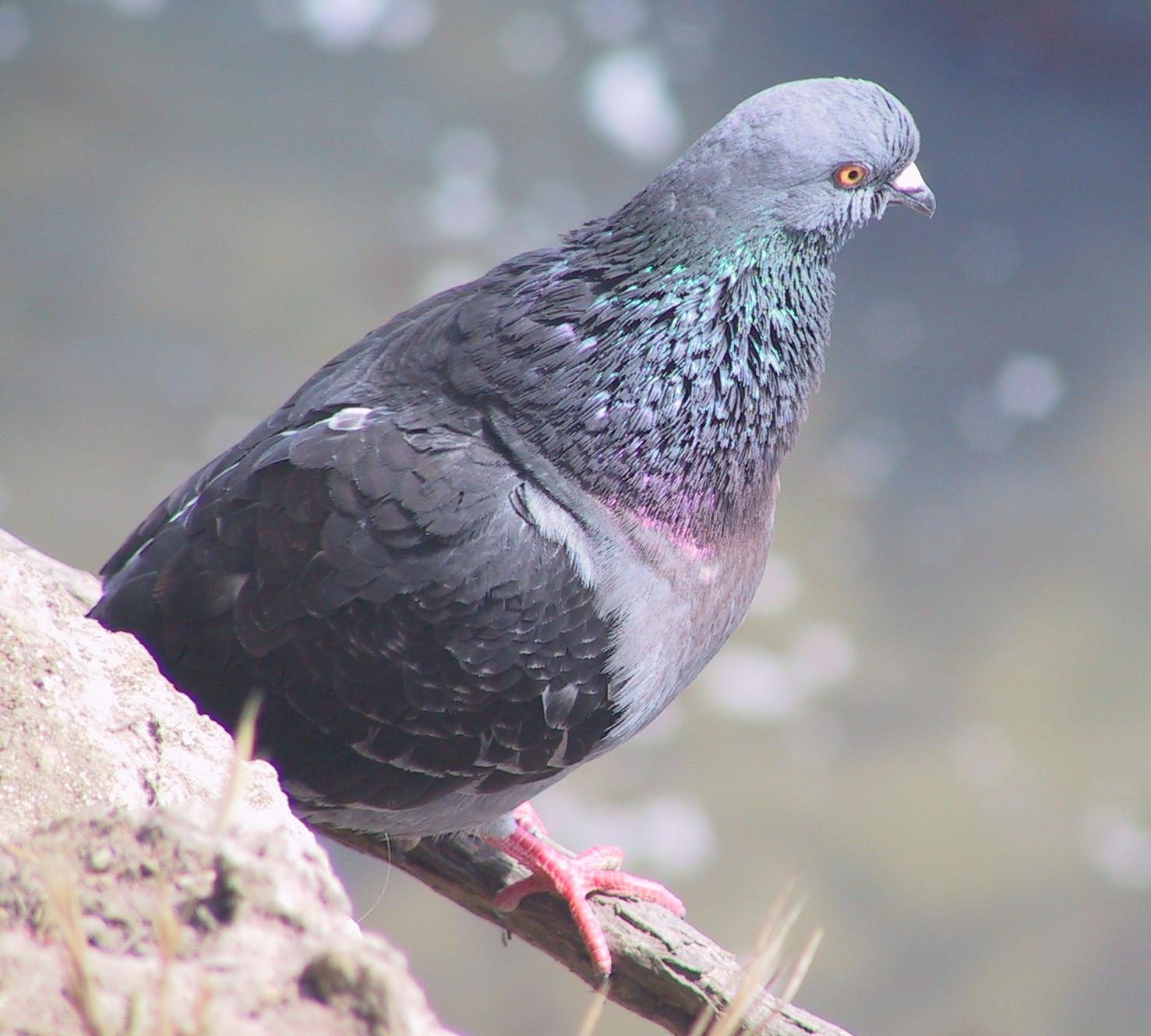 Im20070610dIMG0582sm