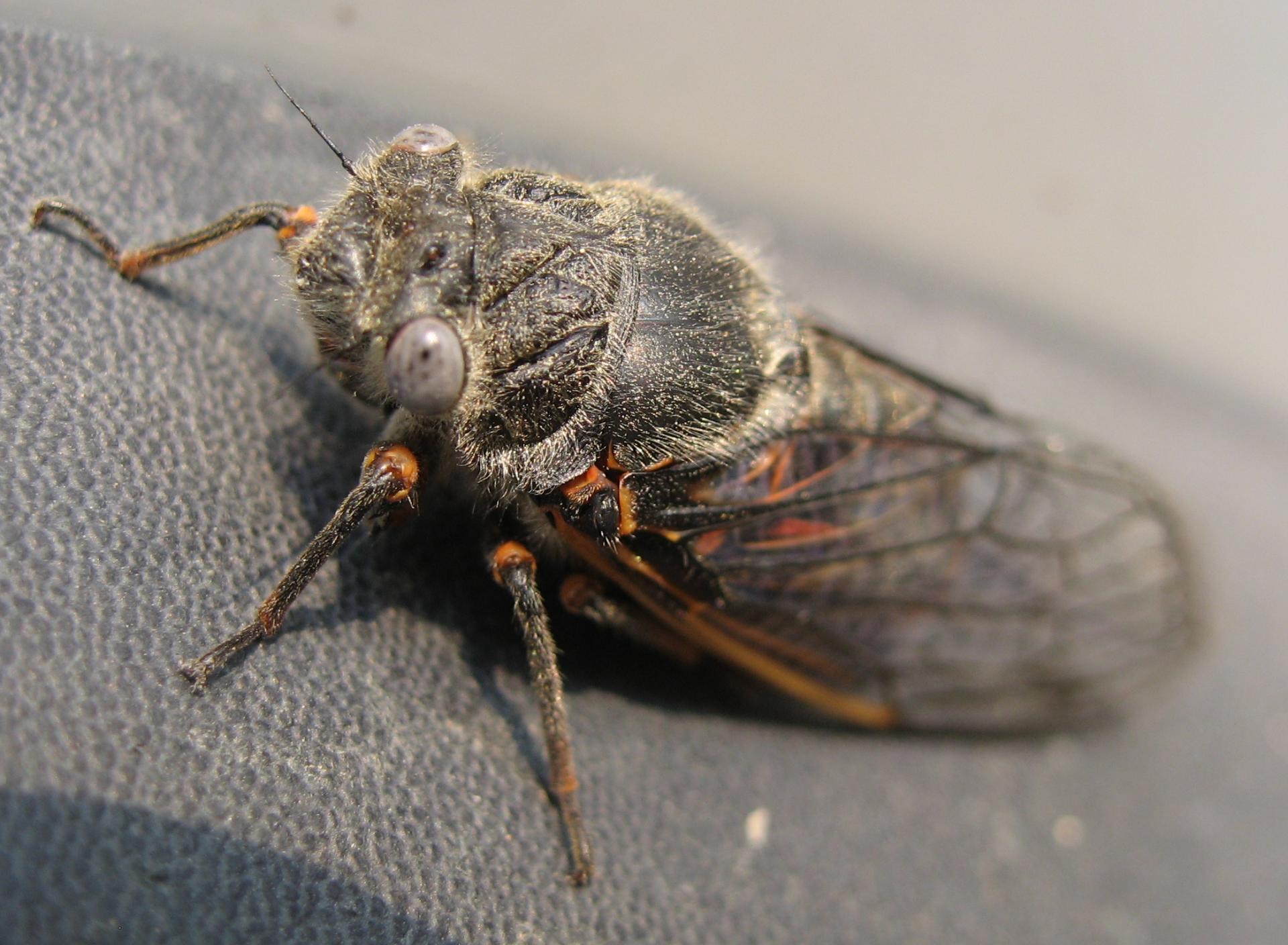 Im20080614cmIMG1502sm