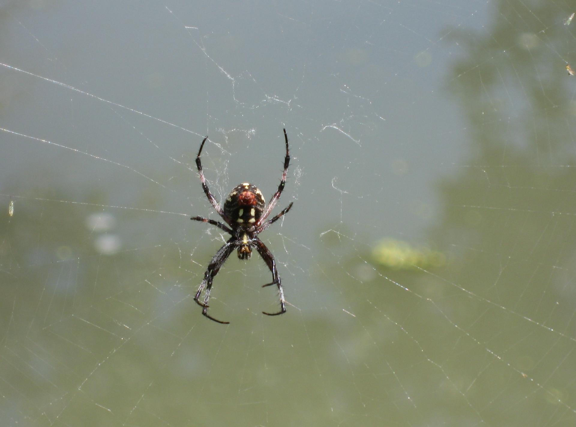 Im20080817cdIMG_2457sm