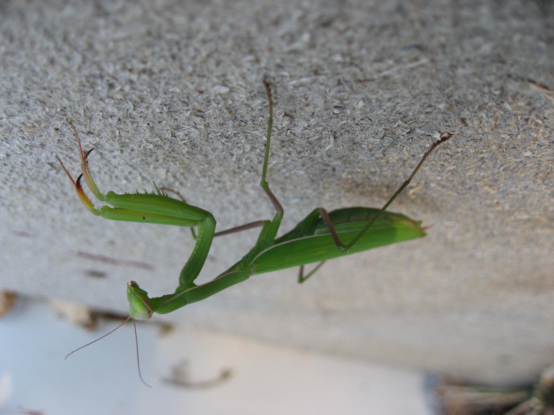 Im20080830cmIMG2572sm