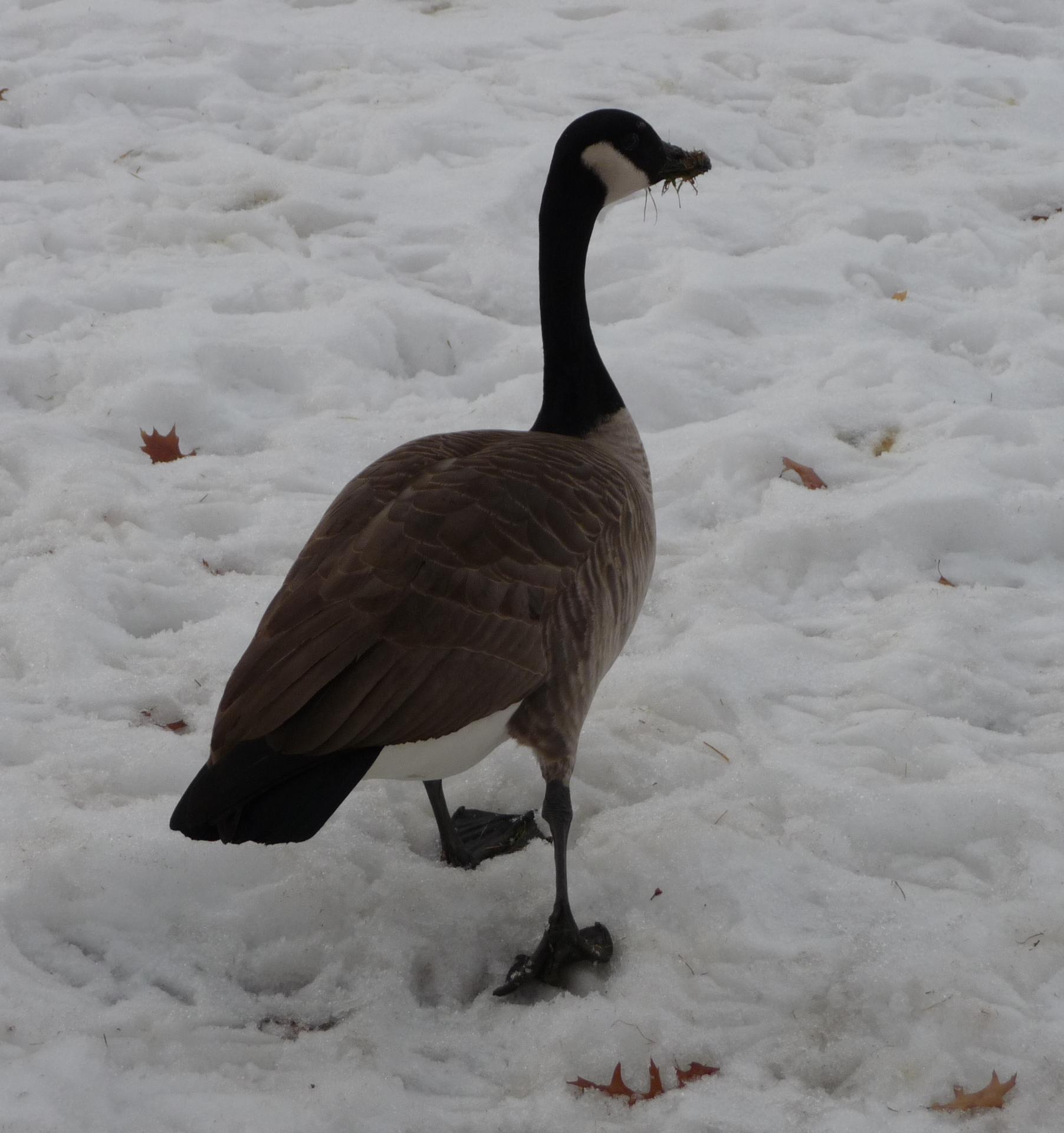 Im20100101pP1100609sm