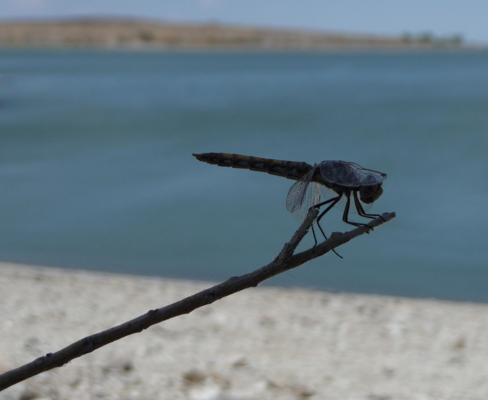 Im20100815pP1150179sm