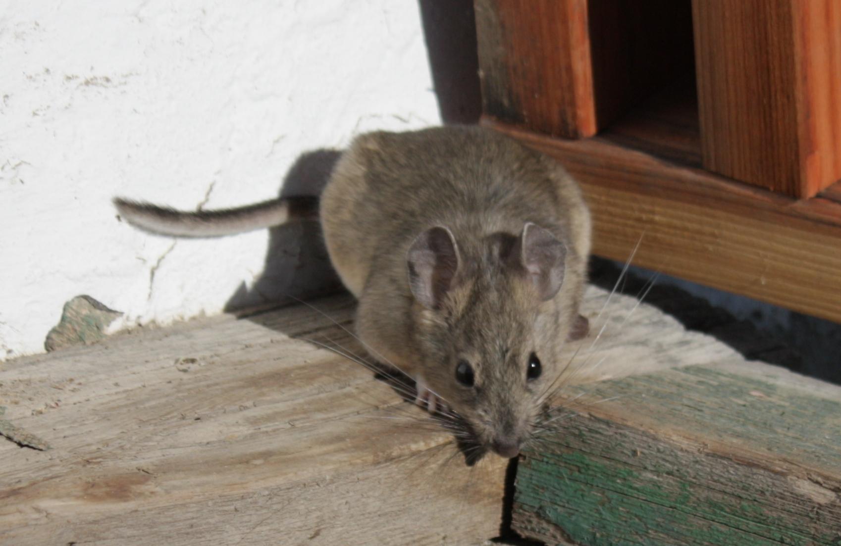 Im20110704crIMG3609sm