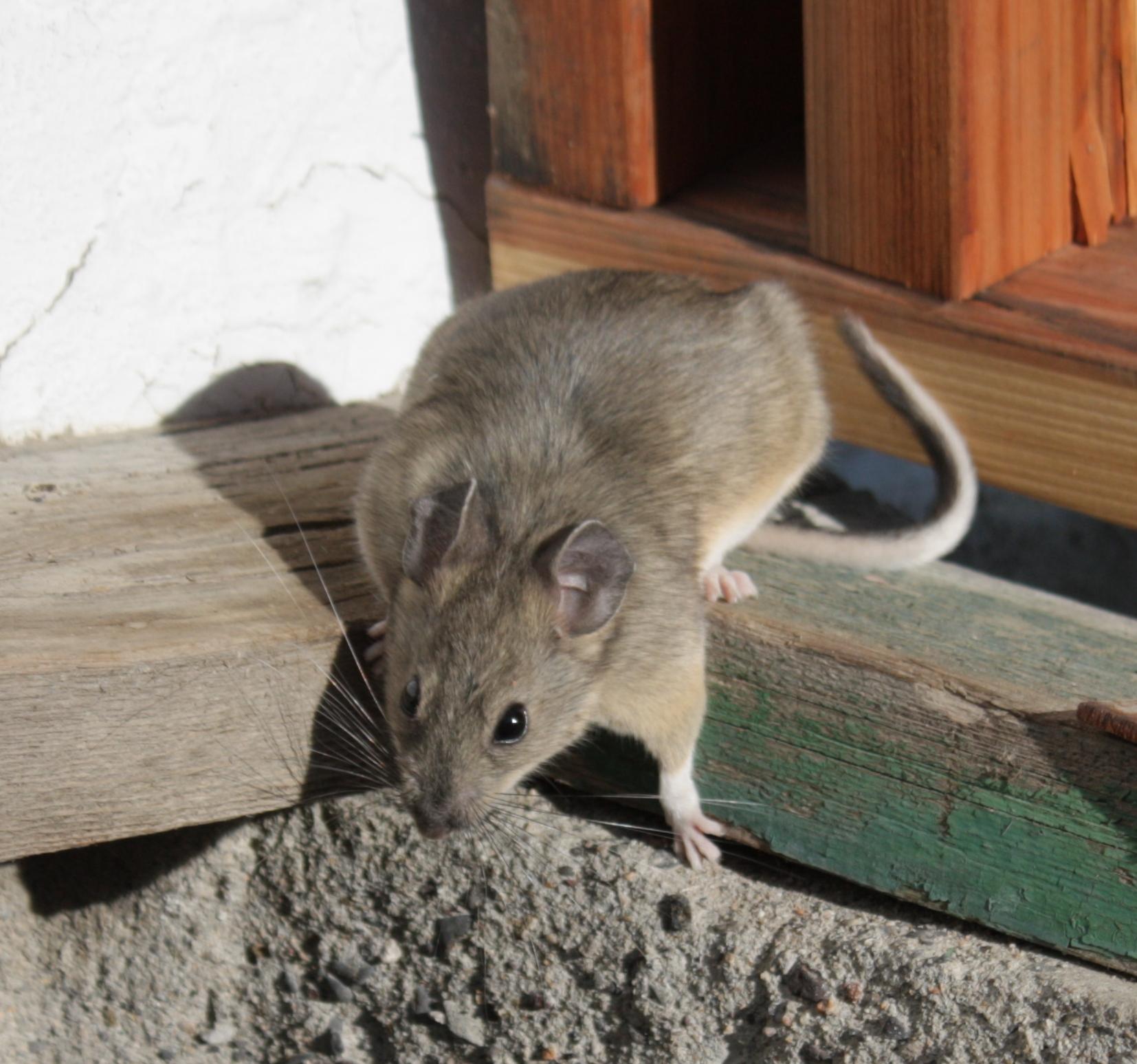 Im20110704crIMG3611sm