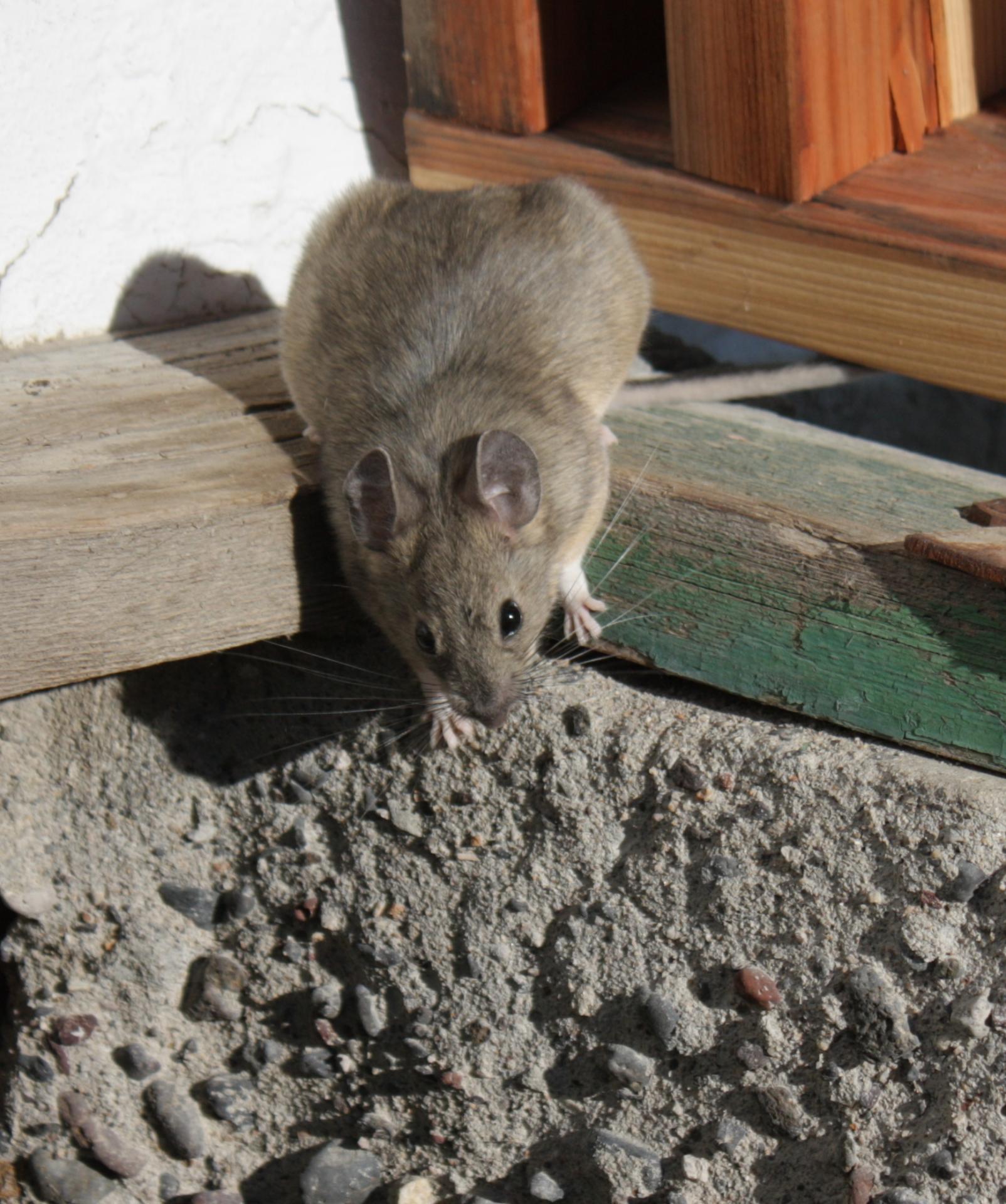 Im20110704crIMG3613sm