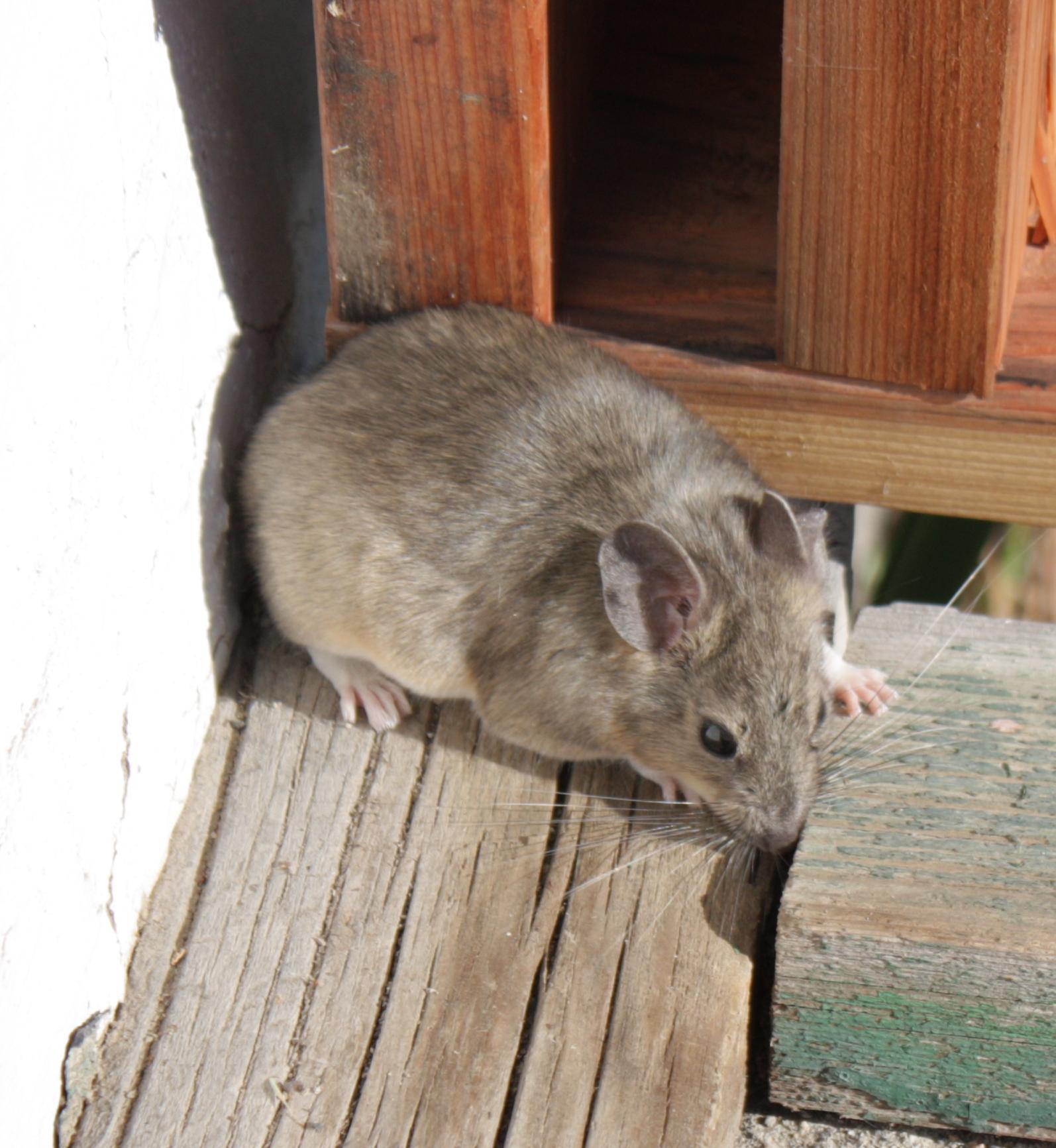 Im20110704crIMG3615sm