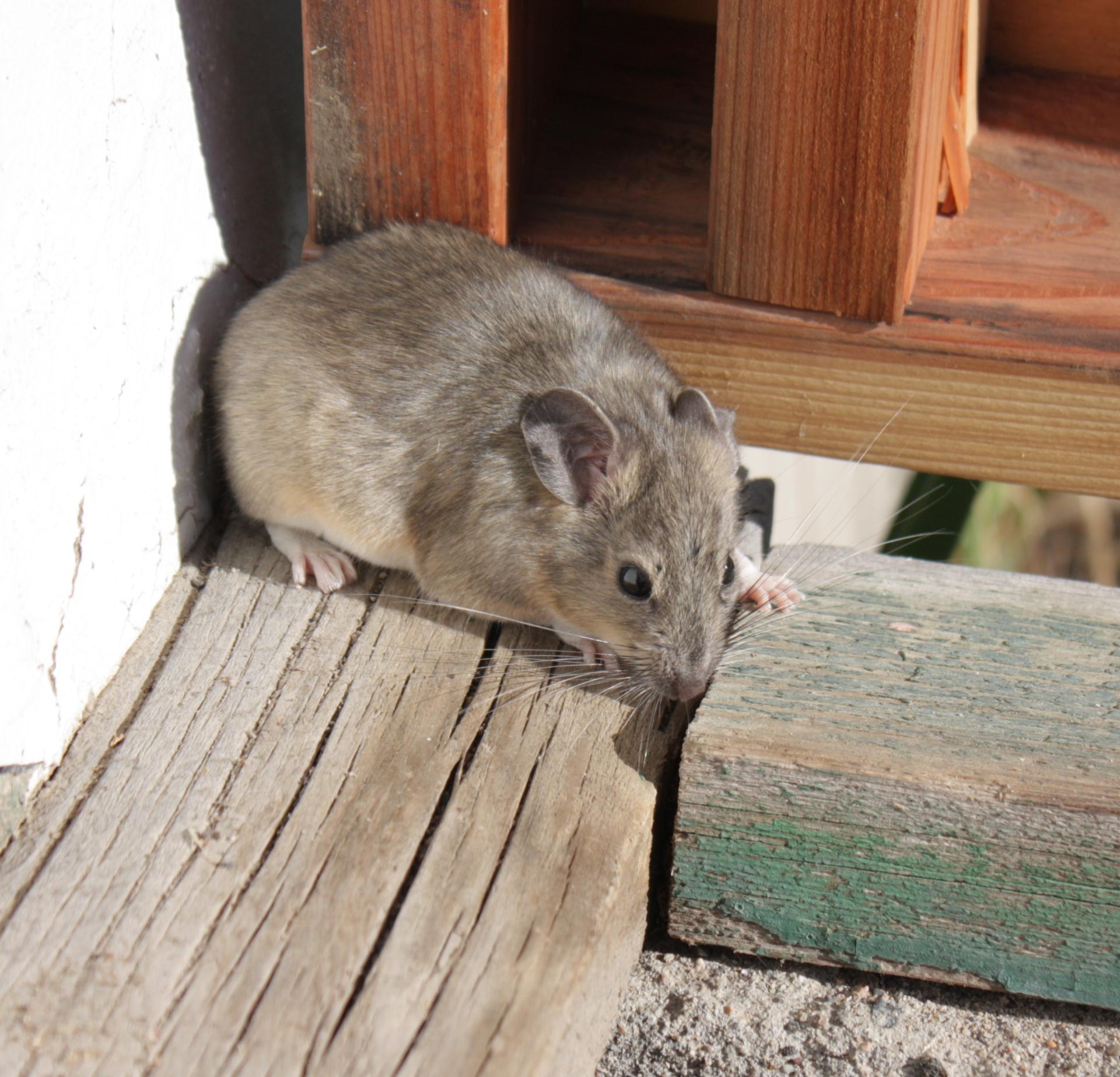 Im20110704crIMG3616sm