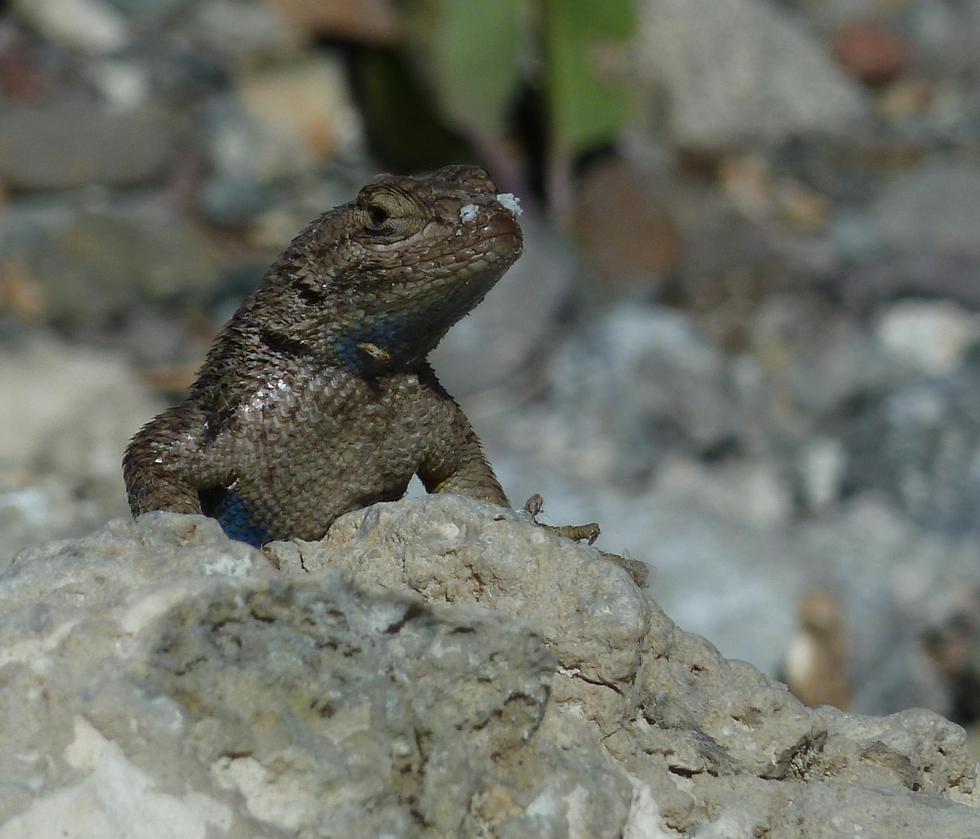 Im20110710pP1010994sm