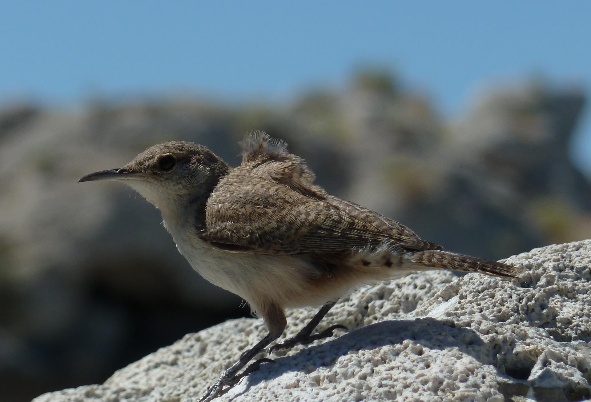 Im20110710pP1020004sm