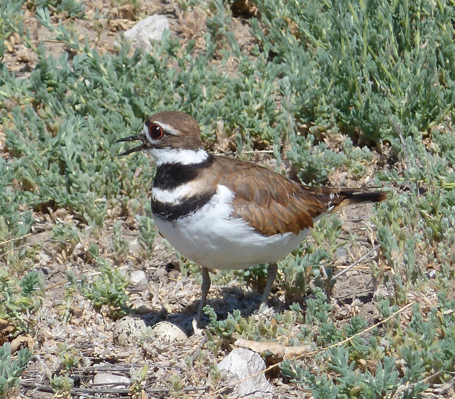 Im20110717pP1020157sm