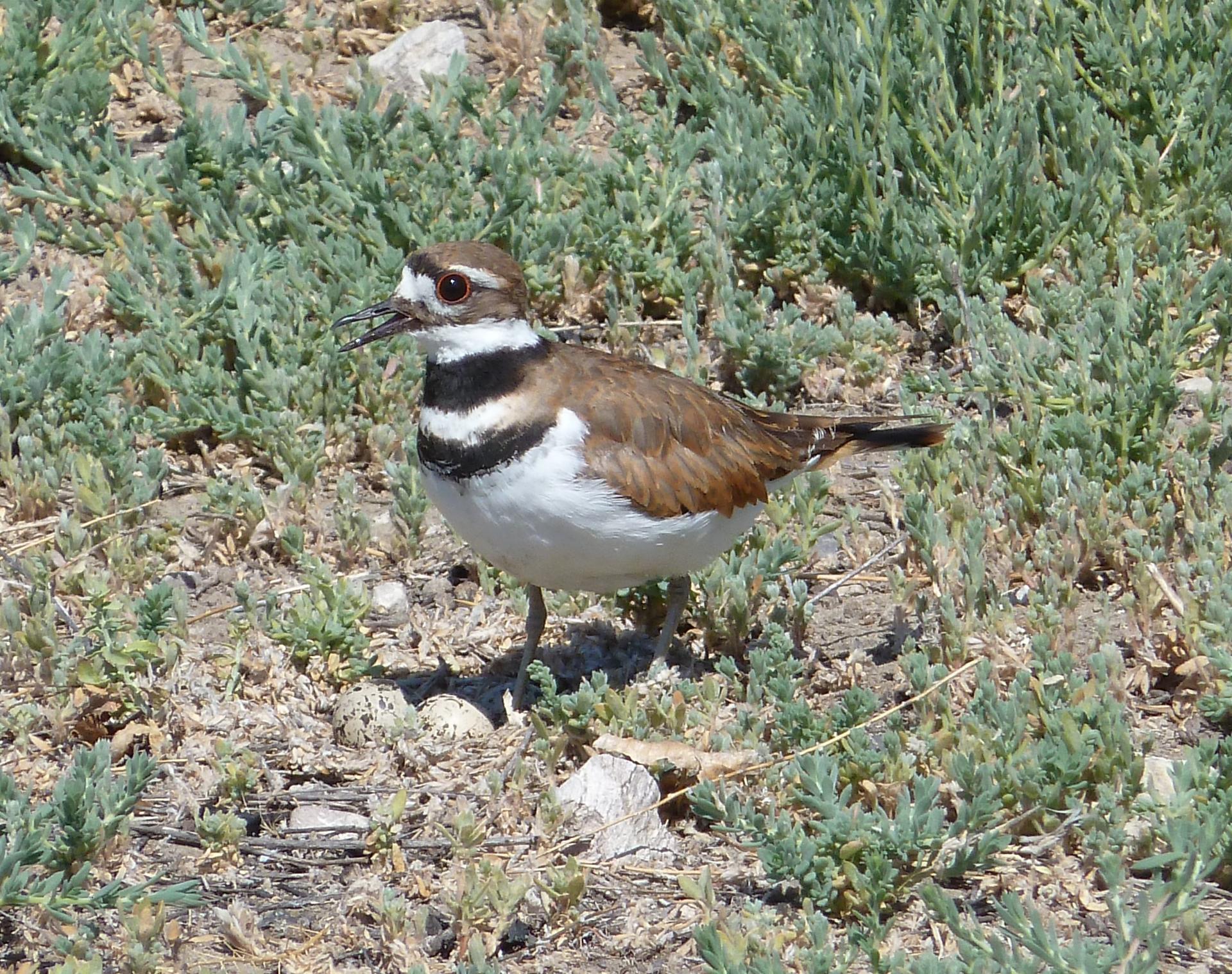 Im20110717pP1020160sm