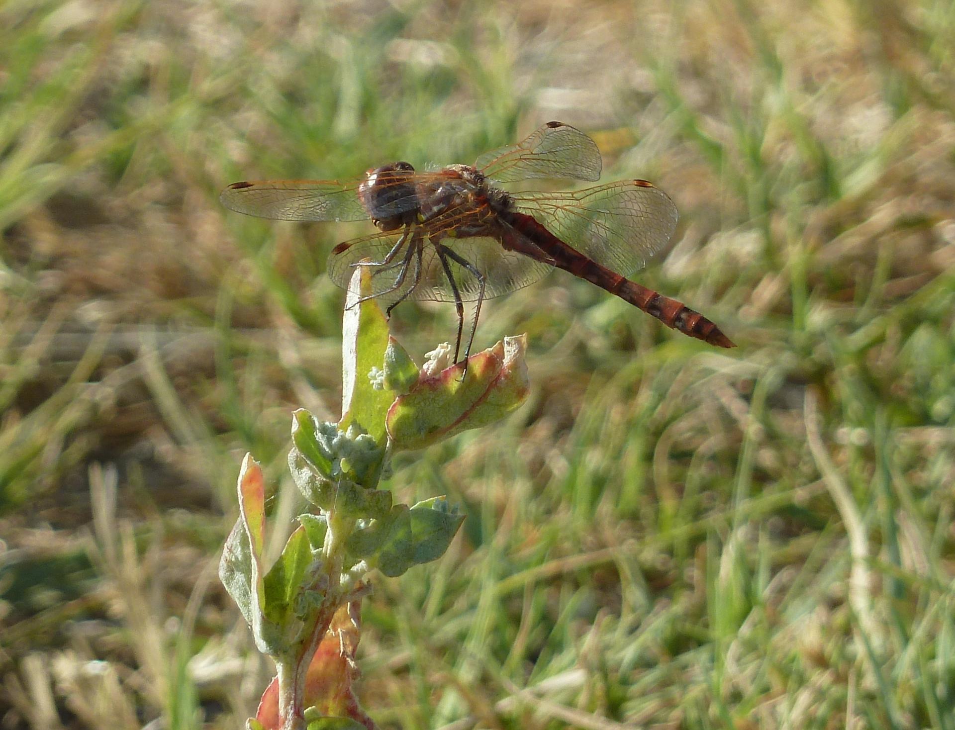 Im20110724pP1020211sm