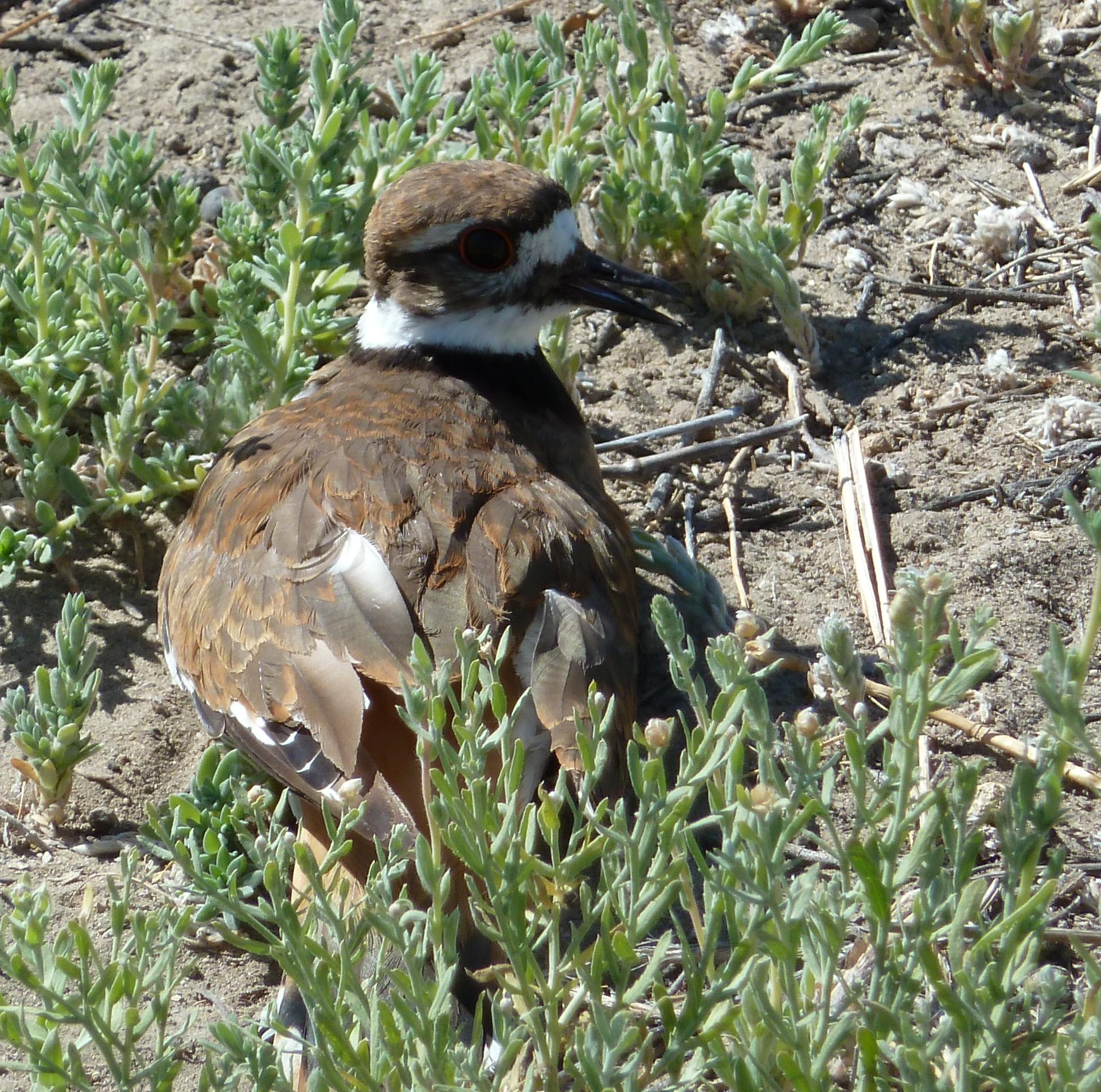 Im20110724pP1020258sm