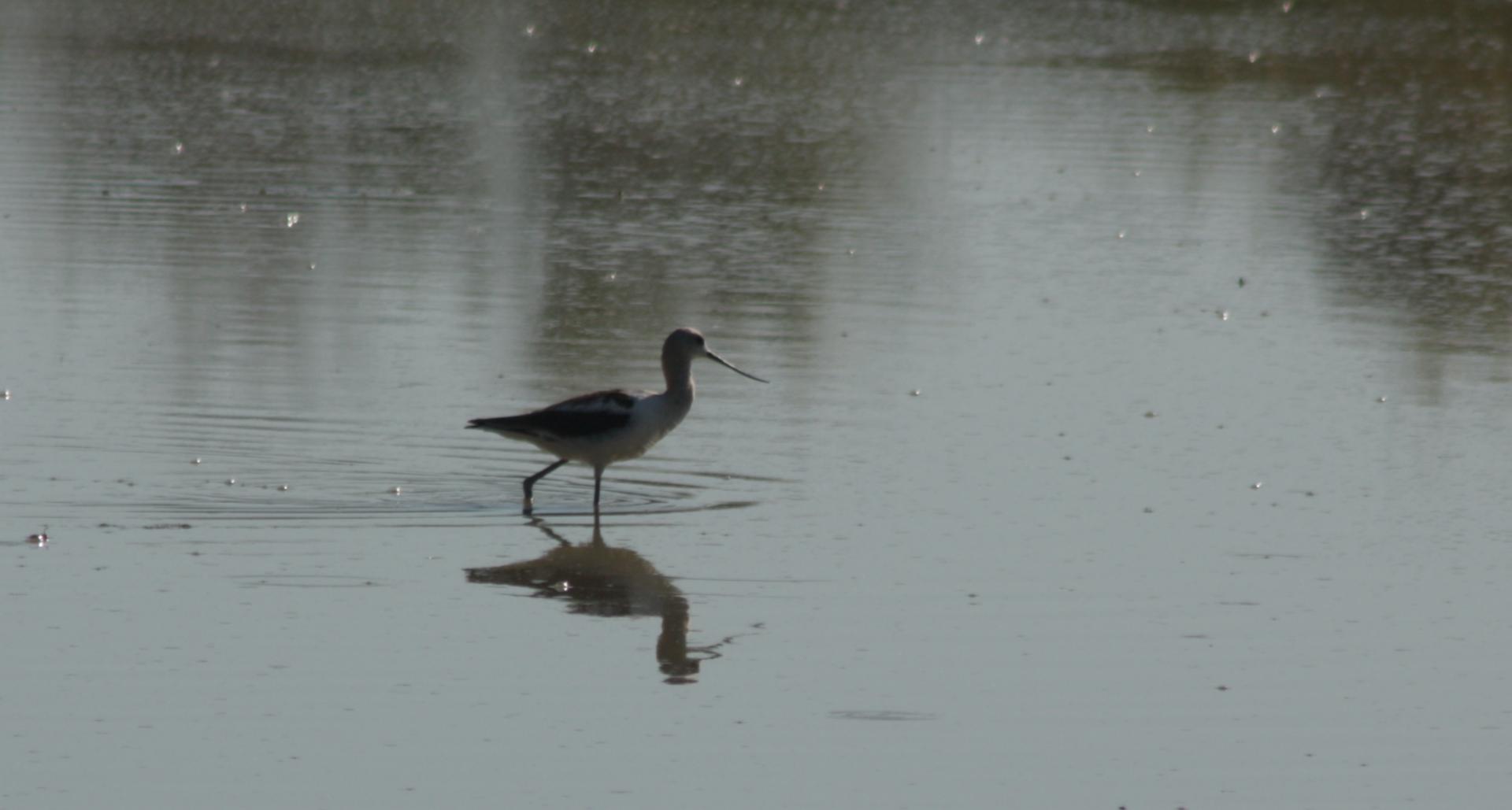 Im20110805crIMG3843sm