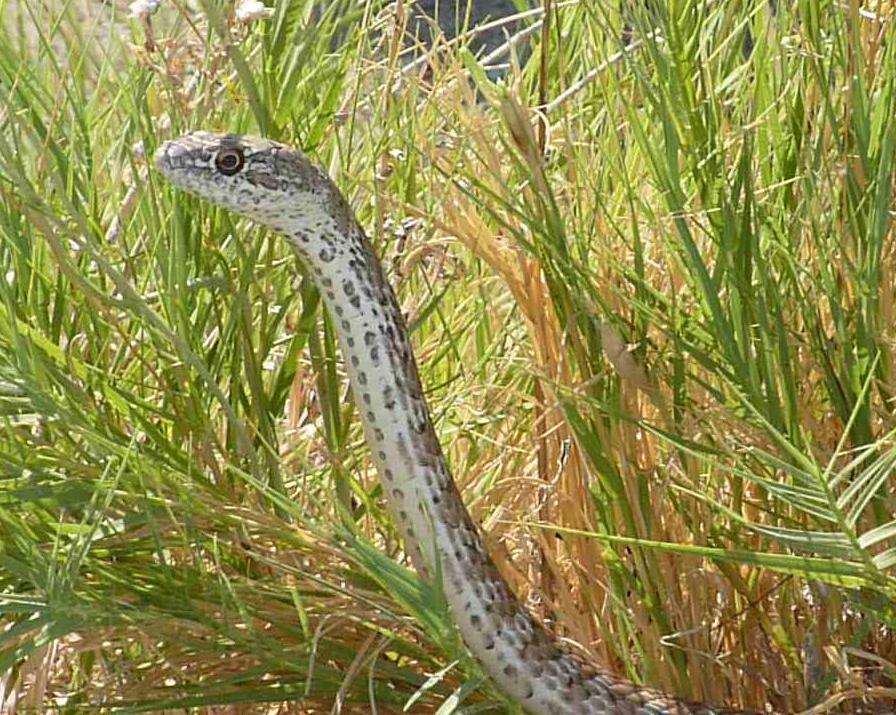 Im20110910pP1030087sm