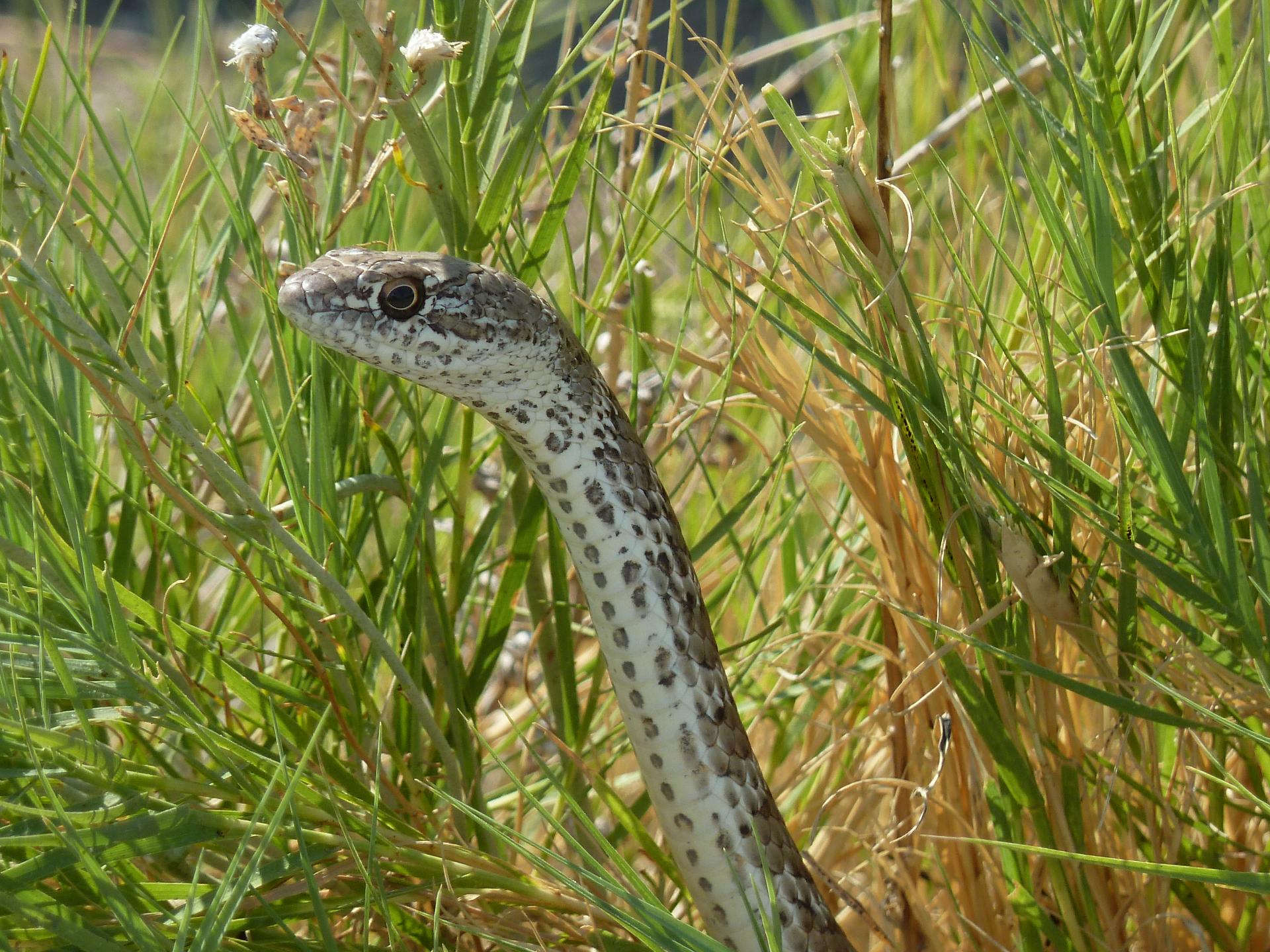 Im20110910pP1030089sm