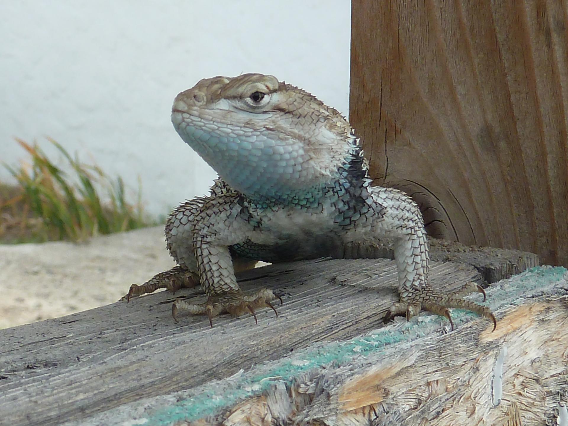 Im20120813pP1080162sm