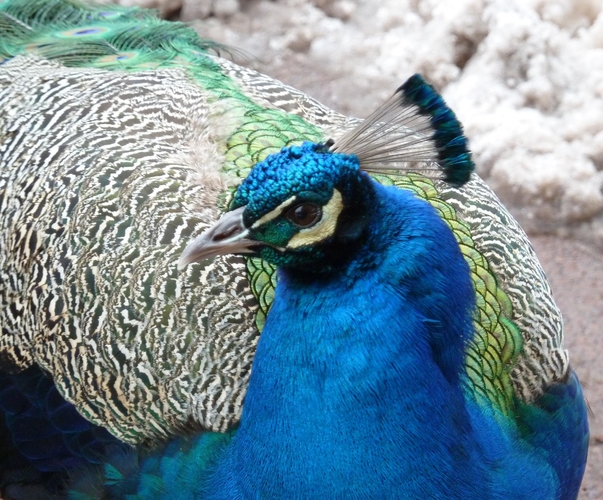 Im20130327pP1120896sm