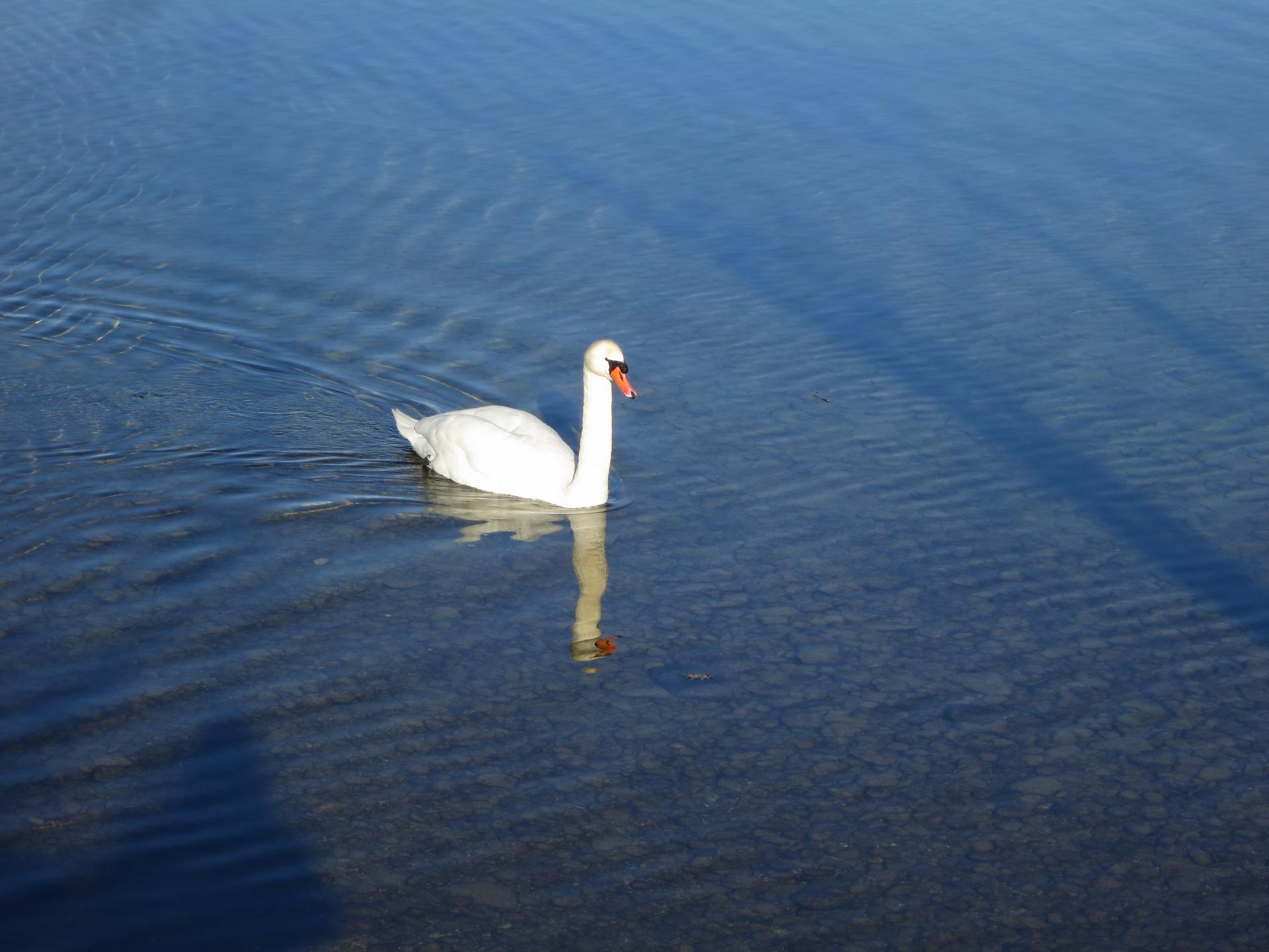 Im20150316cjIMG3080sm