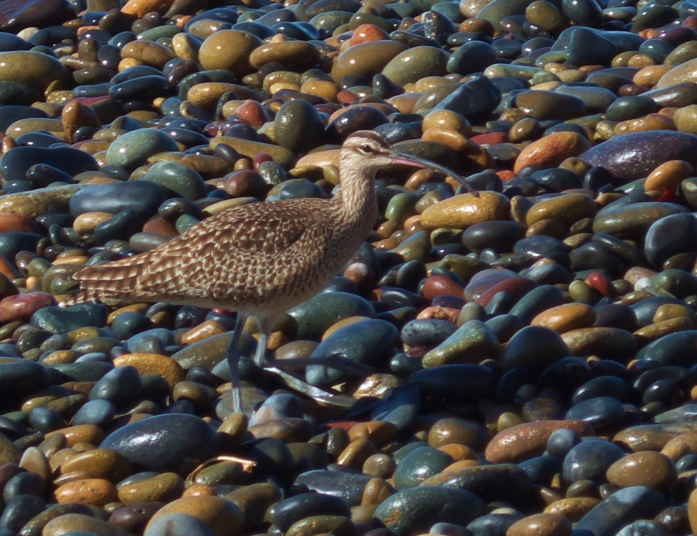 Im20161204pdP1150923rw2sm