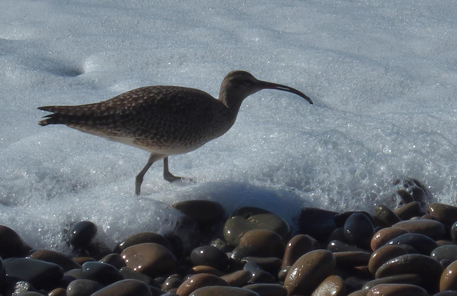 Im20161204pdP1150924rw2sm