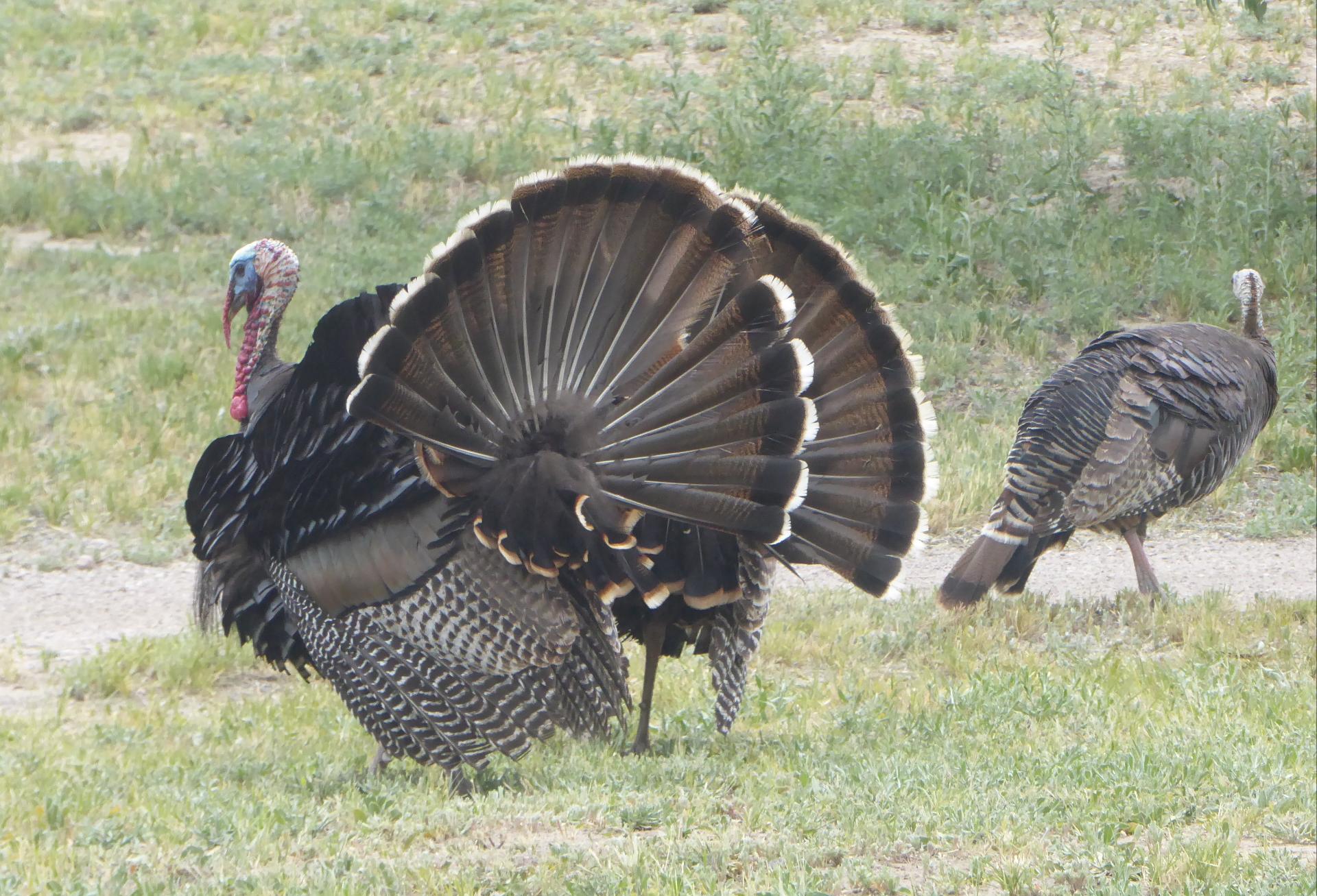 Im20170513pjP1020529sm