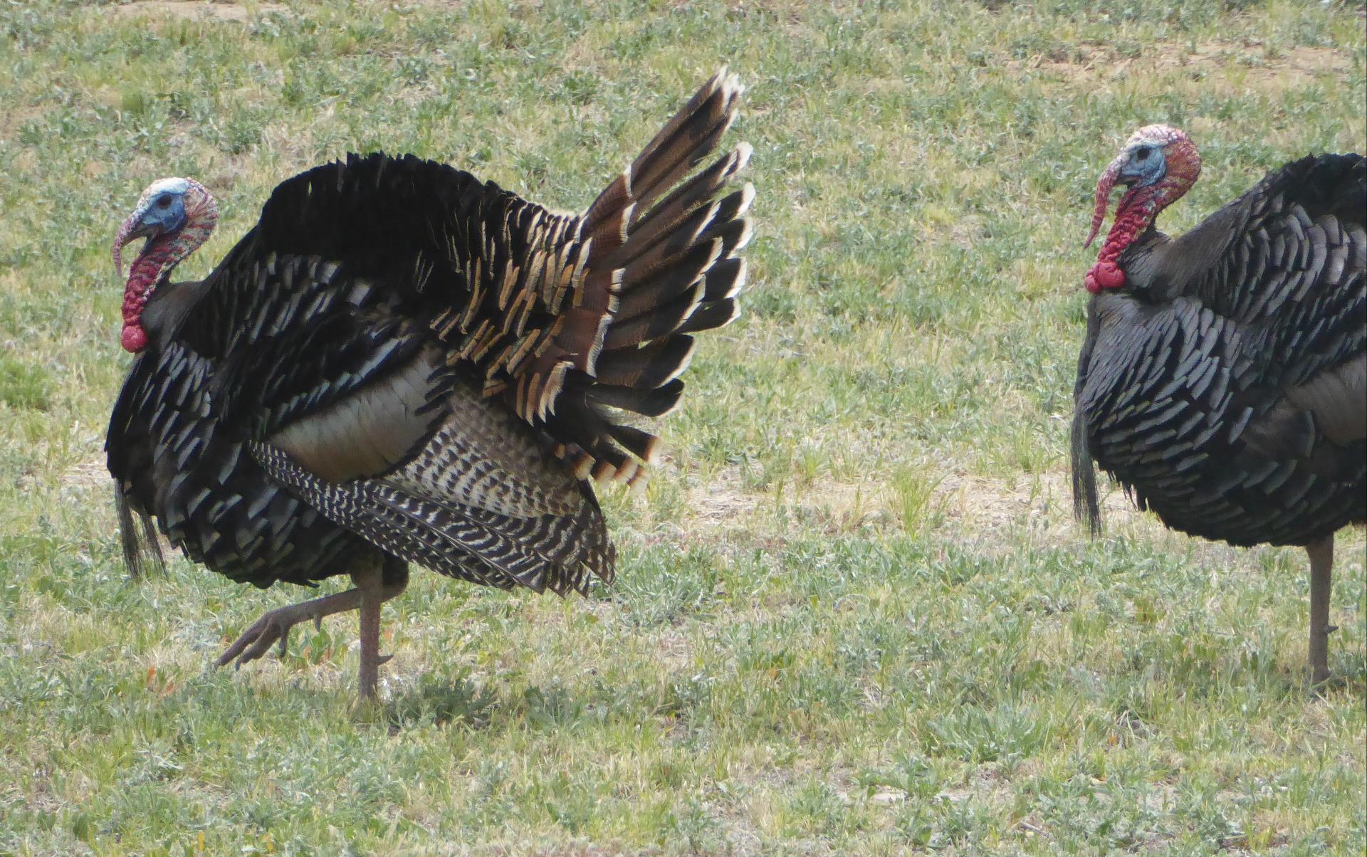 Im20170513pjP1020534sm