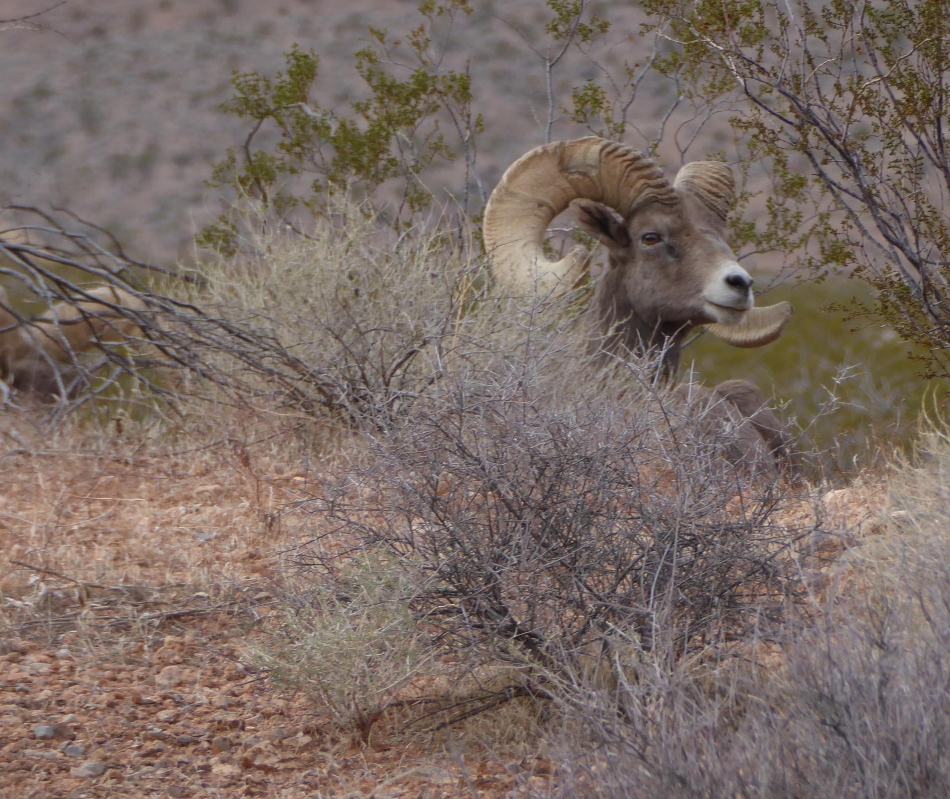 Im20181227pjP1030579sm