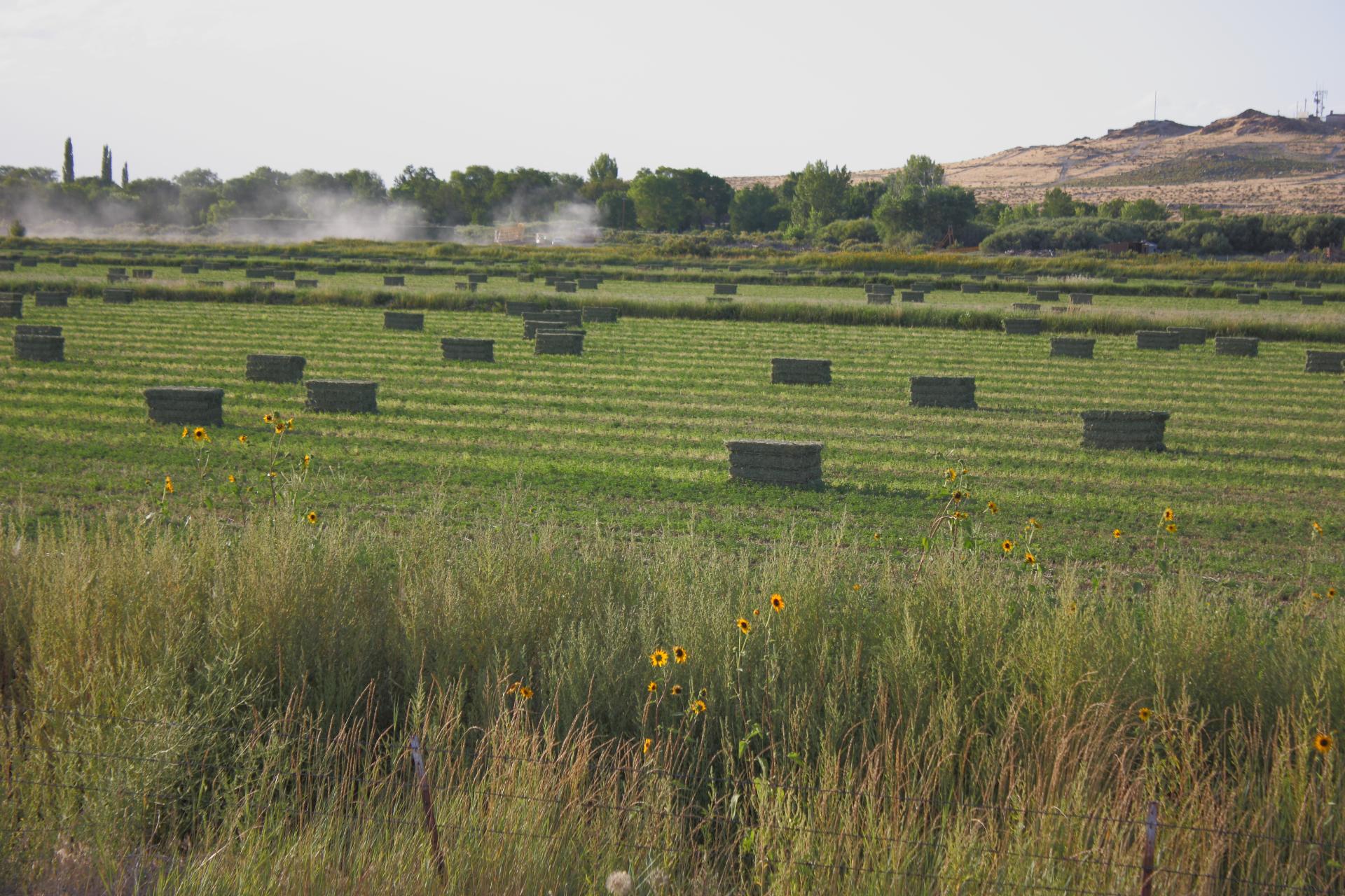 Im20110821crpIMG4150b