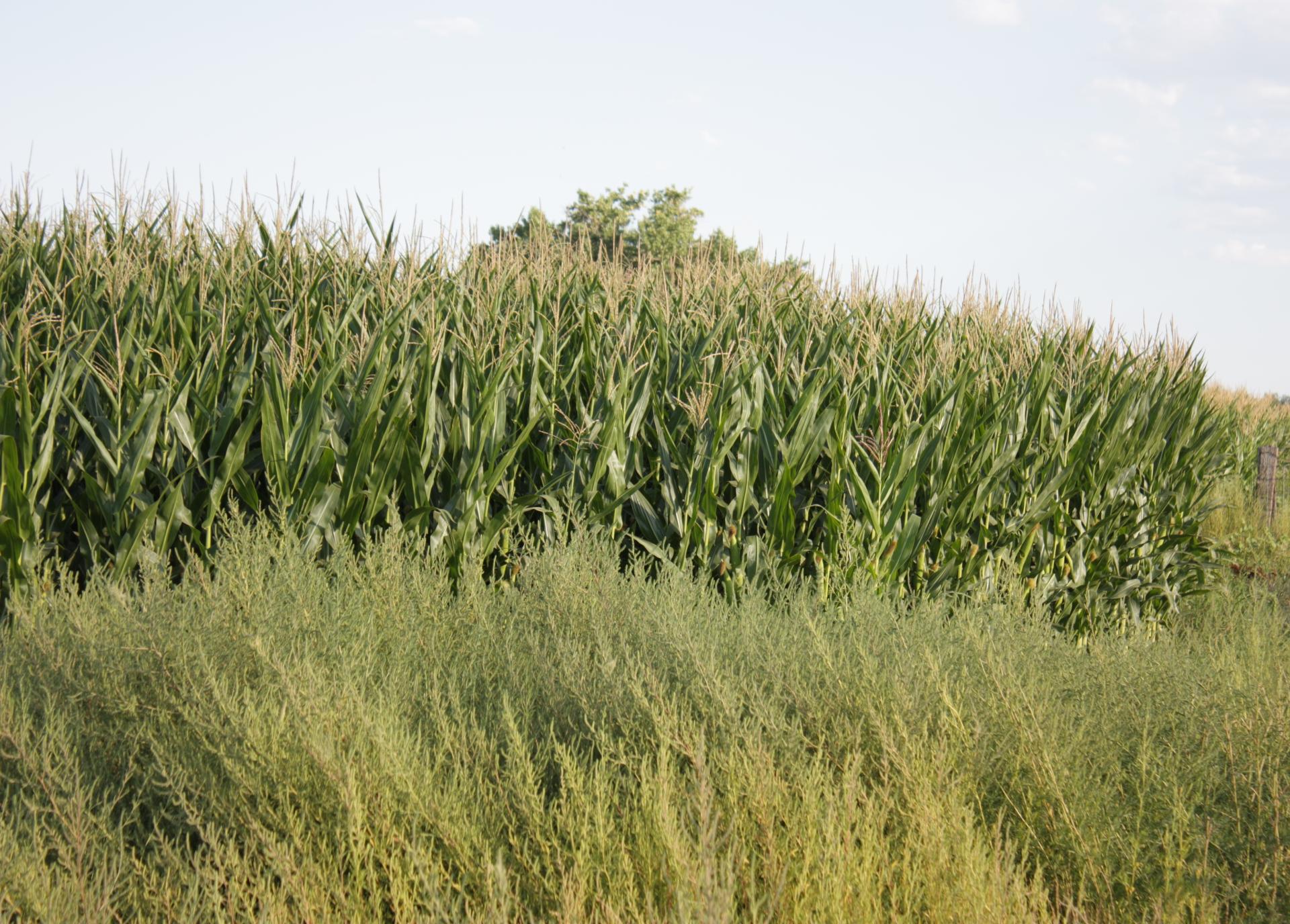 Im20110821crpIMG_4133