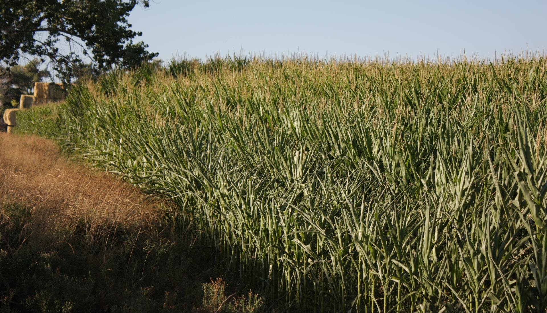 Im20110821crpIMG_4141