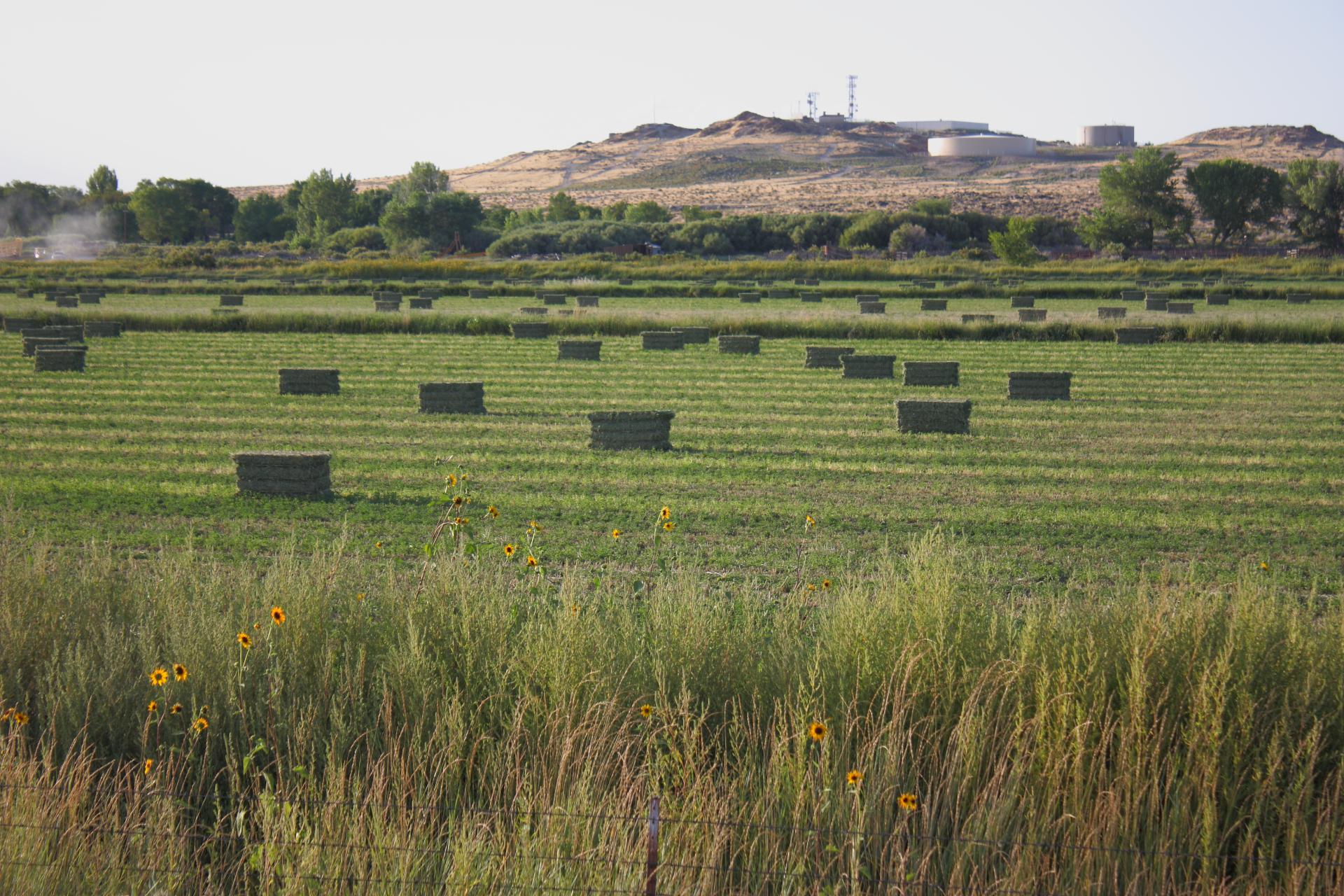 Im20110821crpIMG_4151b