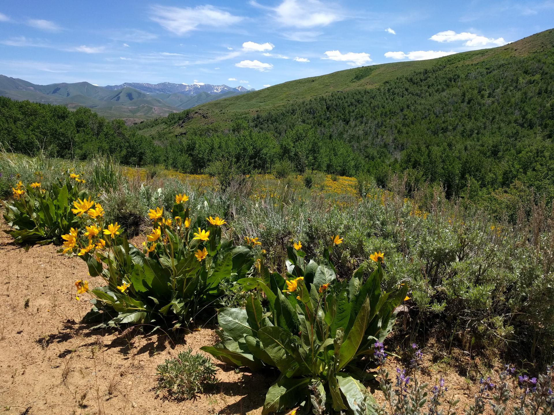 Im201806nx5IMG20180622132935