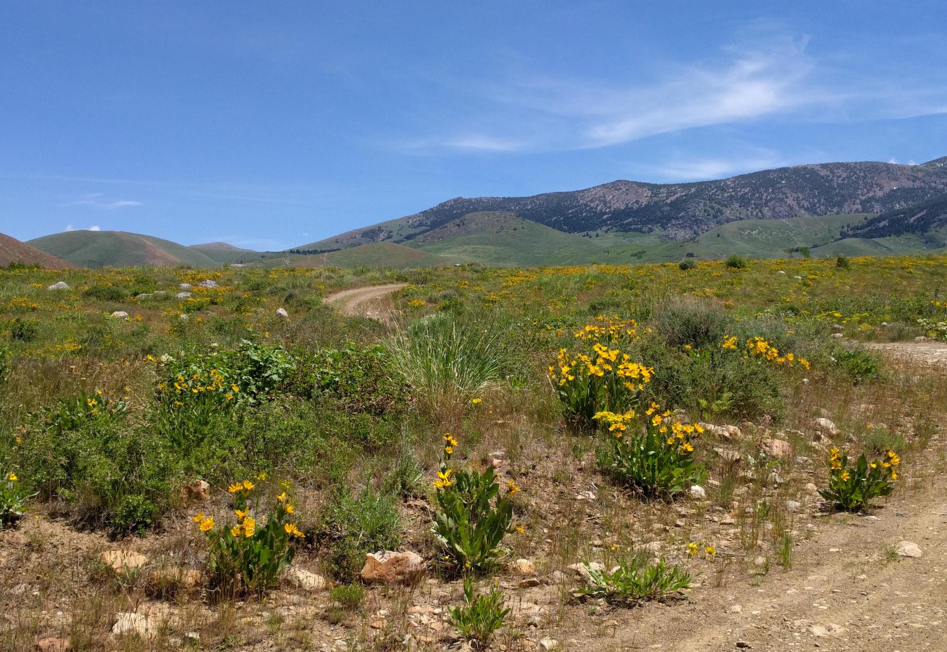 Im201806nx5IMG_20180622_121428_1