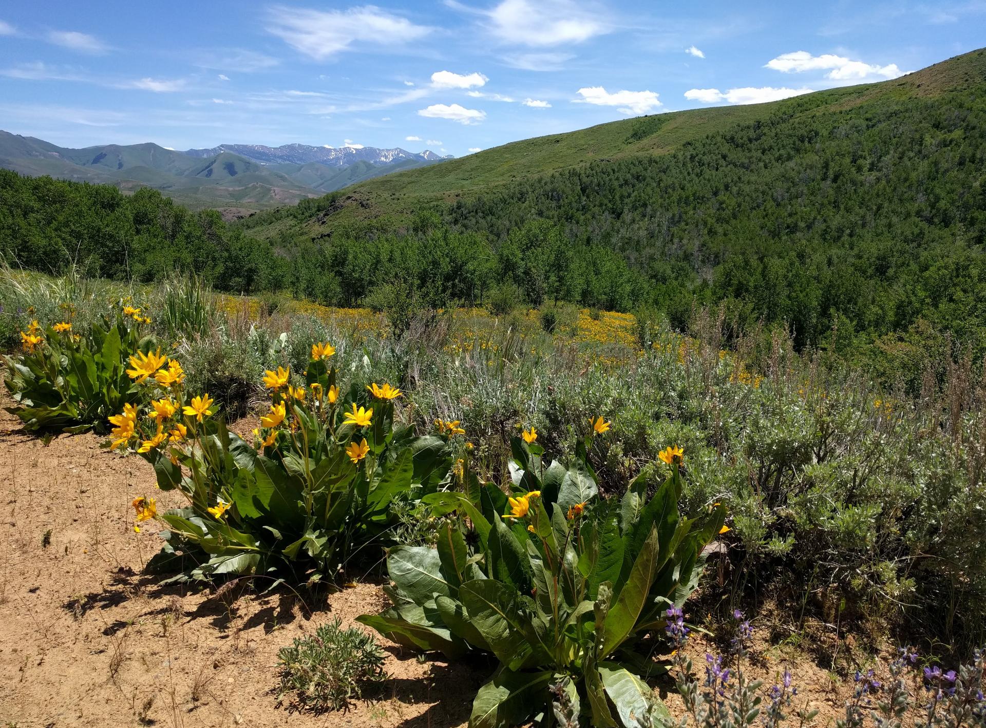 Im201806nx5IMG_20180622_132935