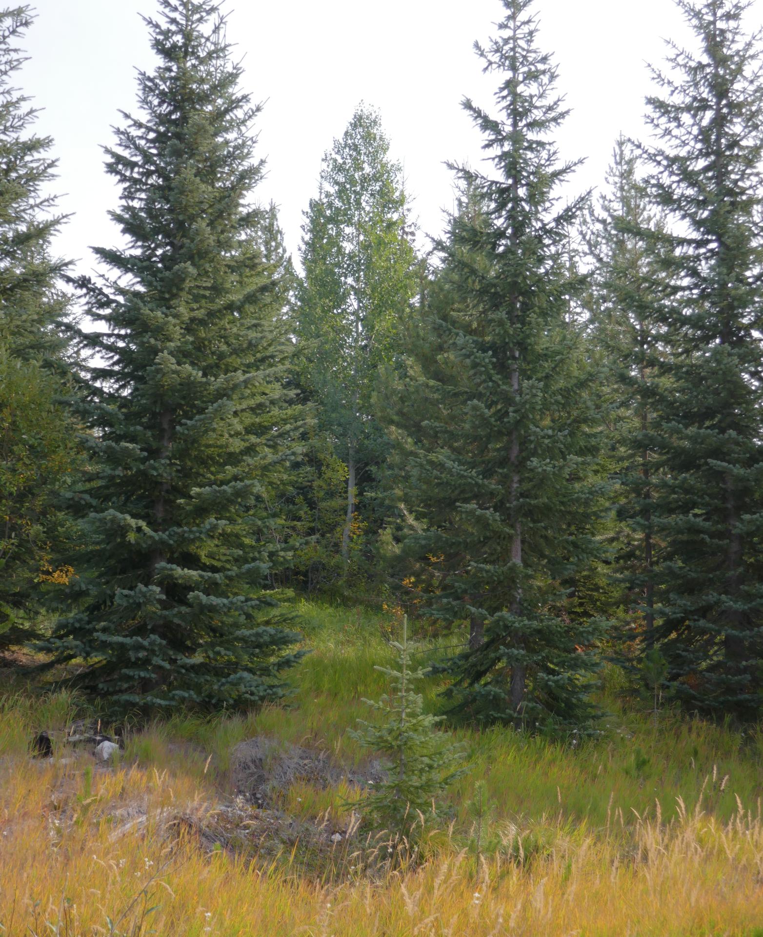 Im20210907oriP1020787