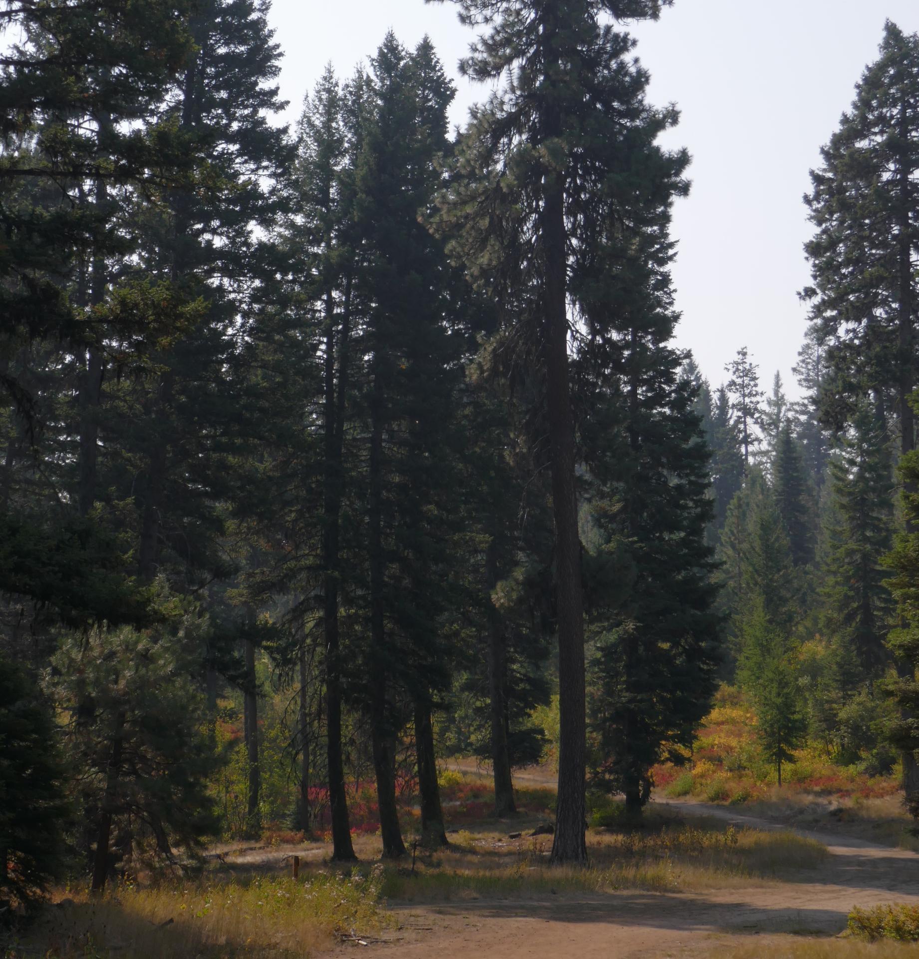 Im20210909oriP1020878