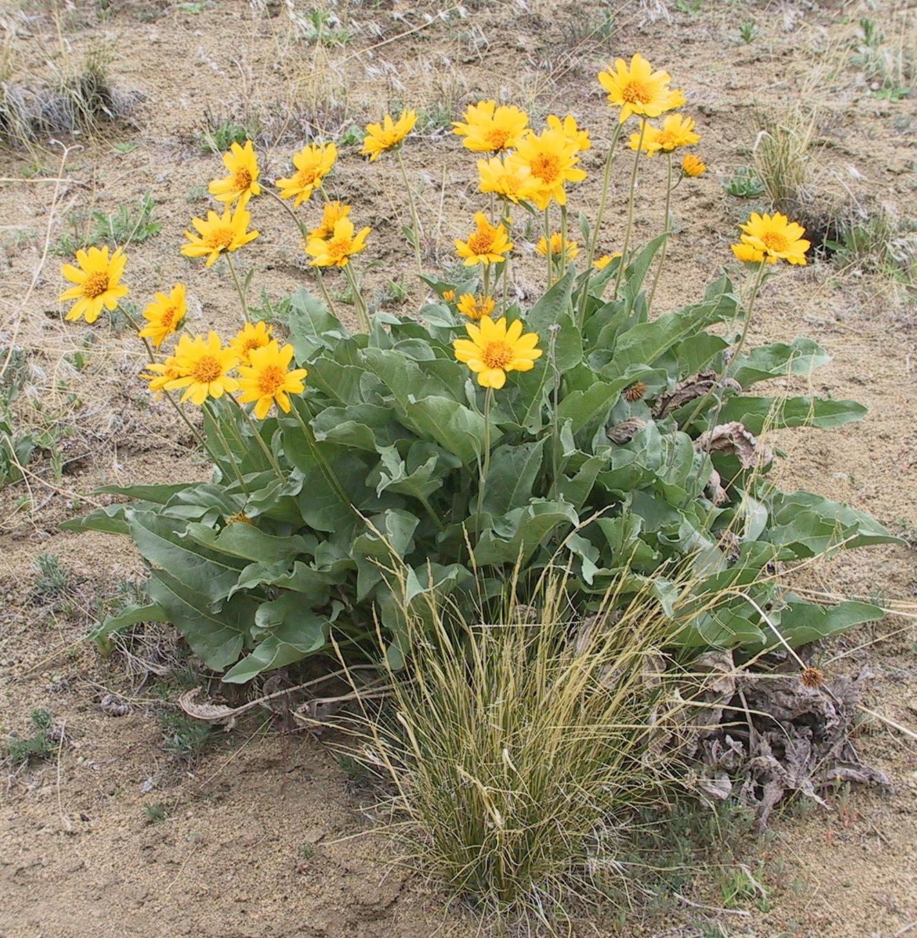 Im20040418dIMG_2864sm