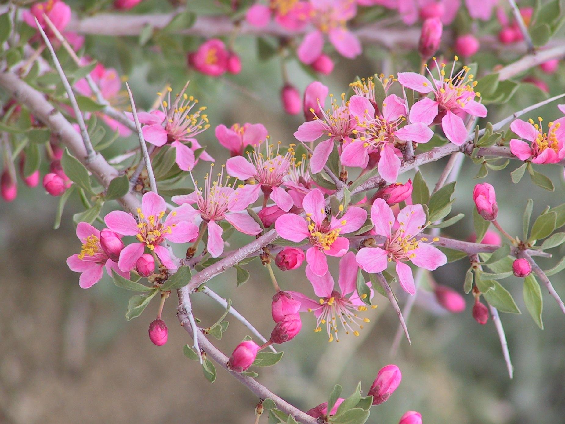 Im20040418dIMG_2869sm