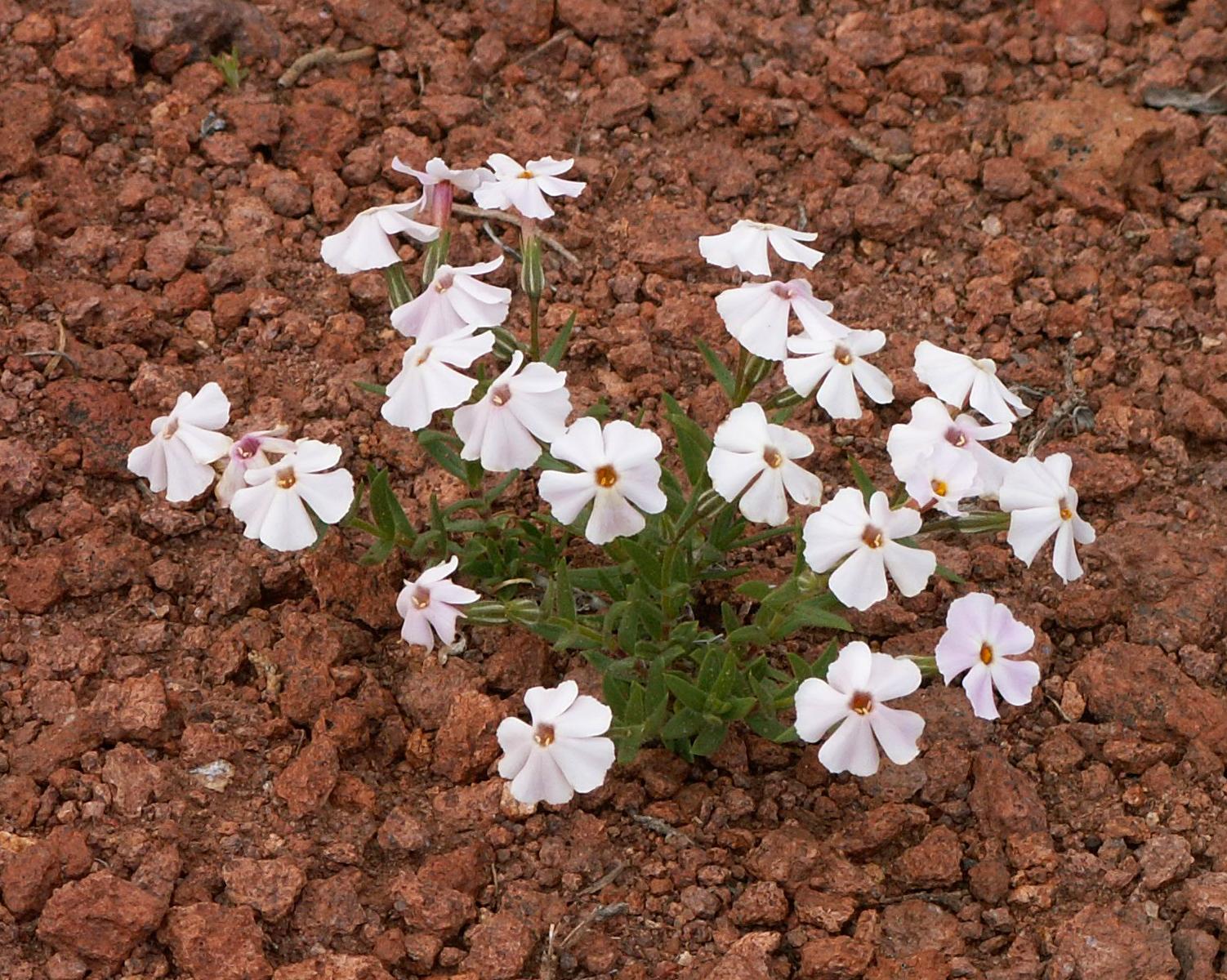 Im20050507m2PICT0077sm