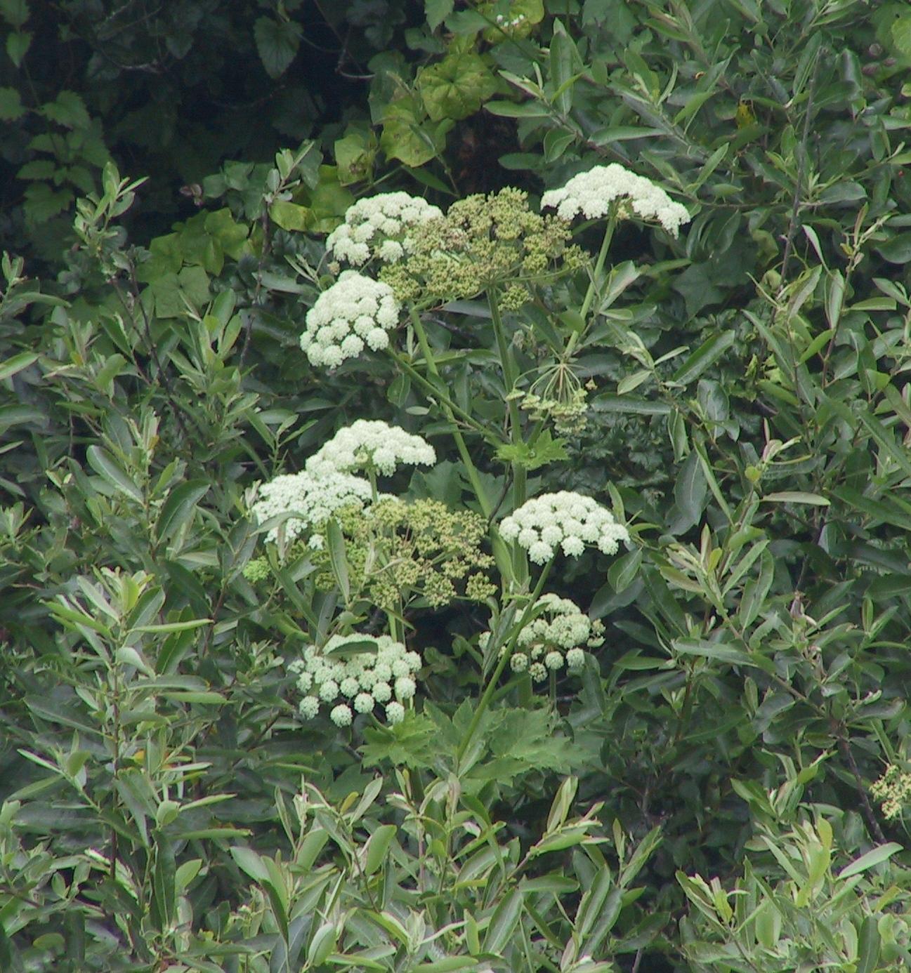 Im20060611dIMG_0186sm