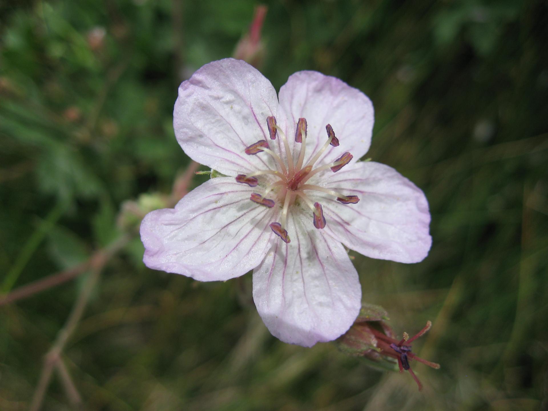 Im20070702cIMG3881sm